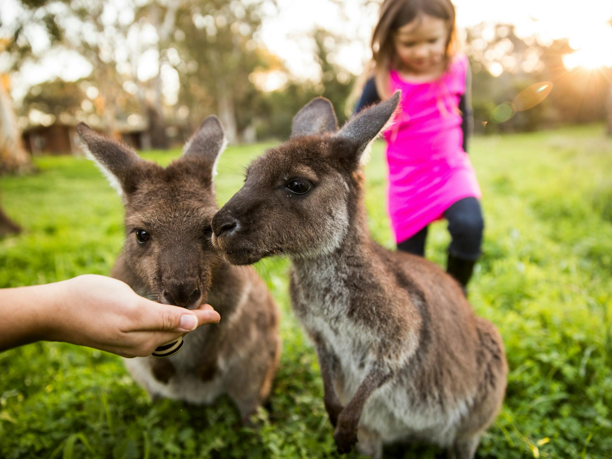 WOODSTOCK Wildlife Sanctuary
