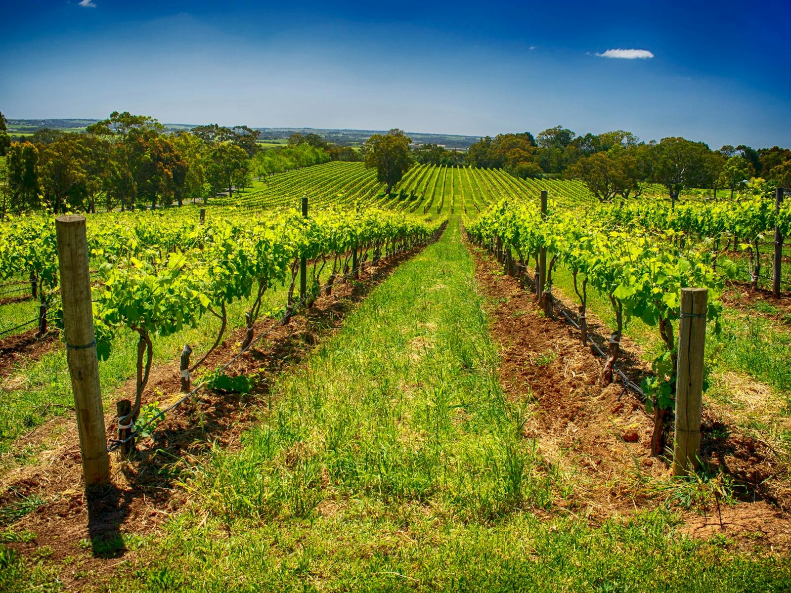 McLaren Vale Vineyard