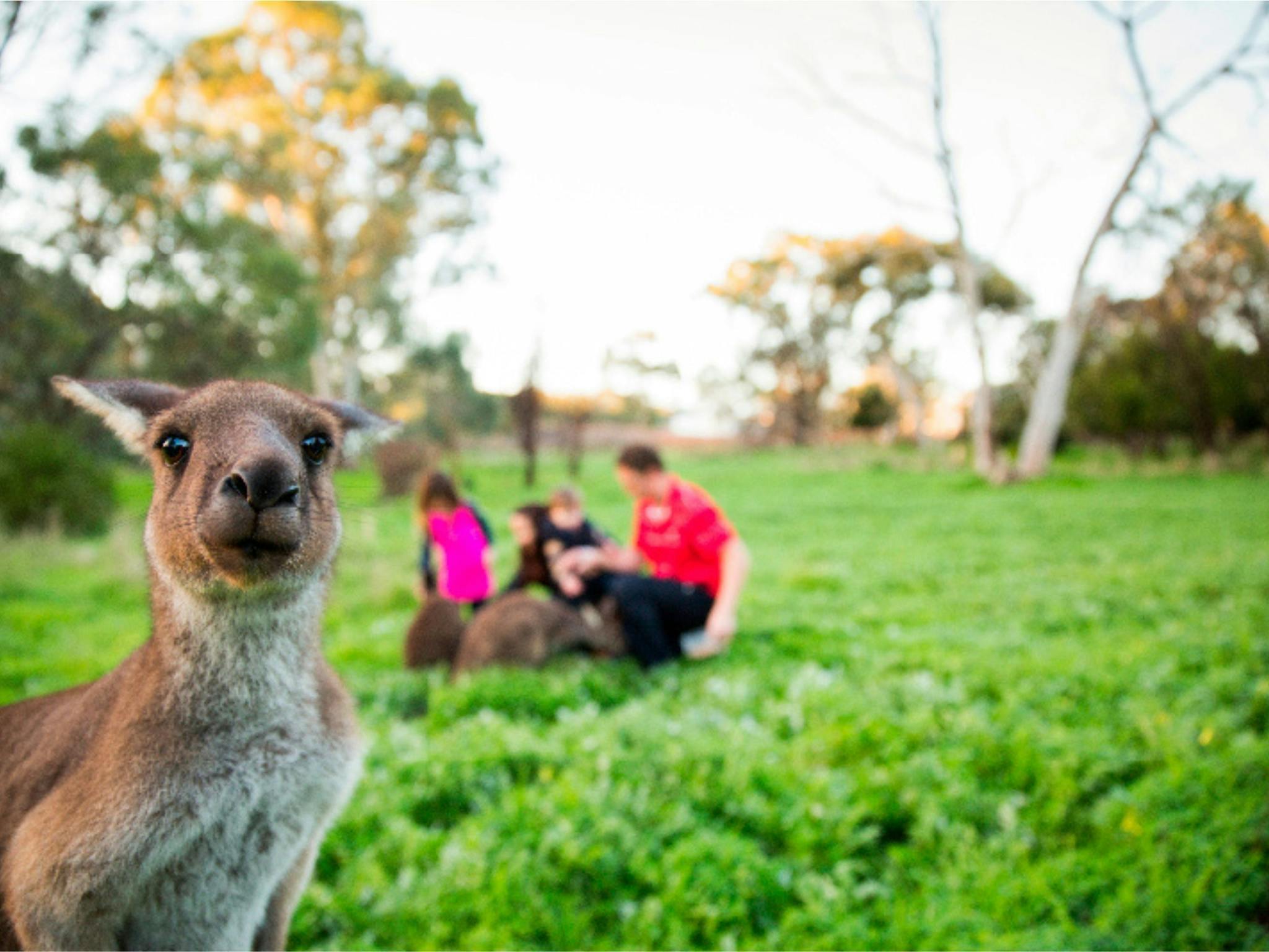 Inquisitive Kangaroo