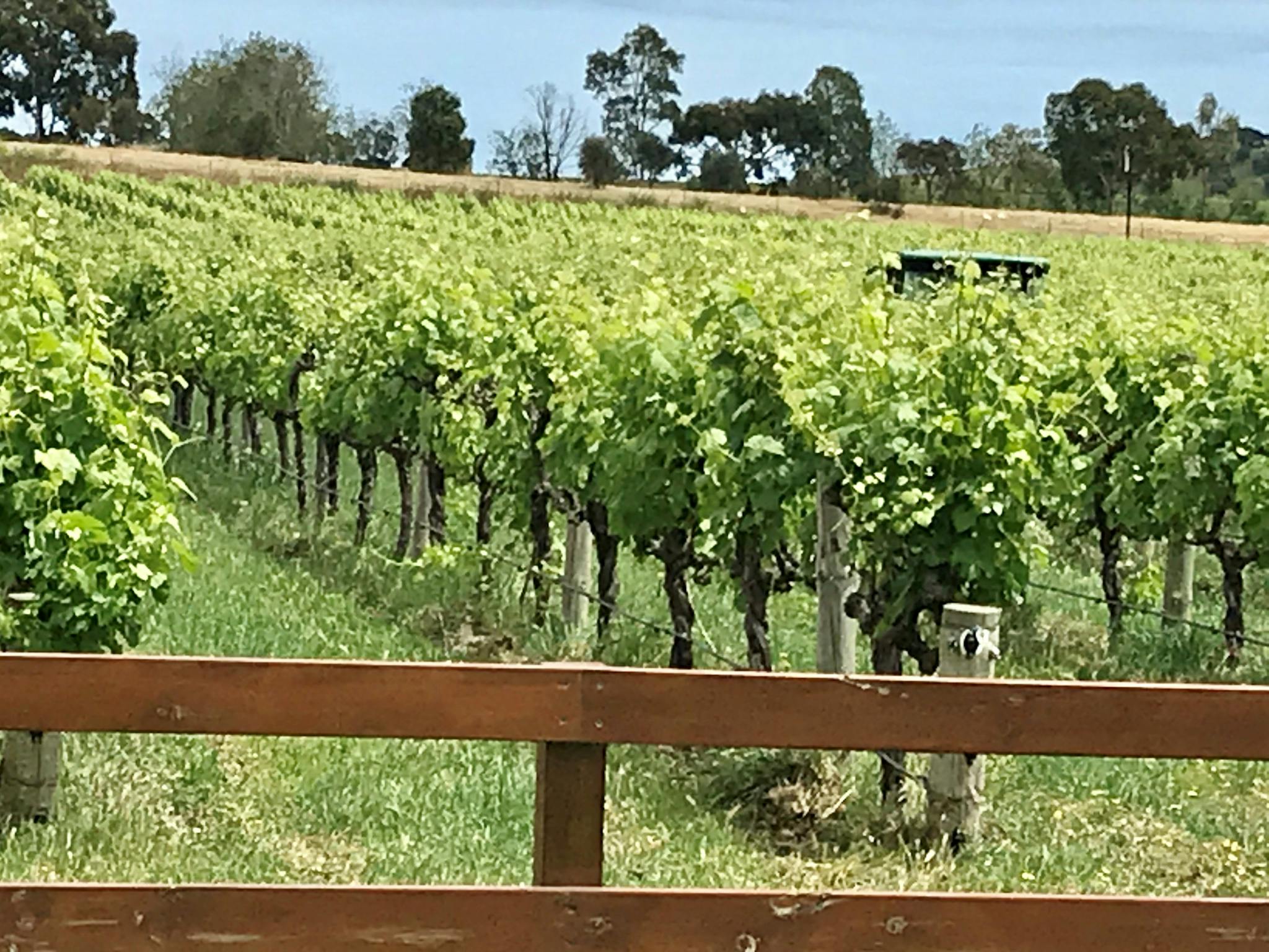 vineyard