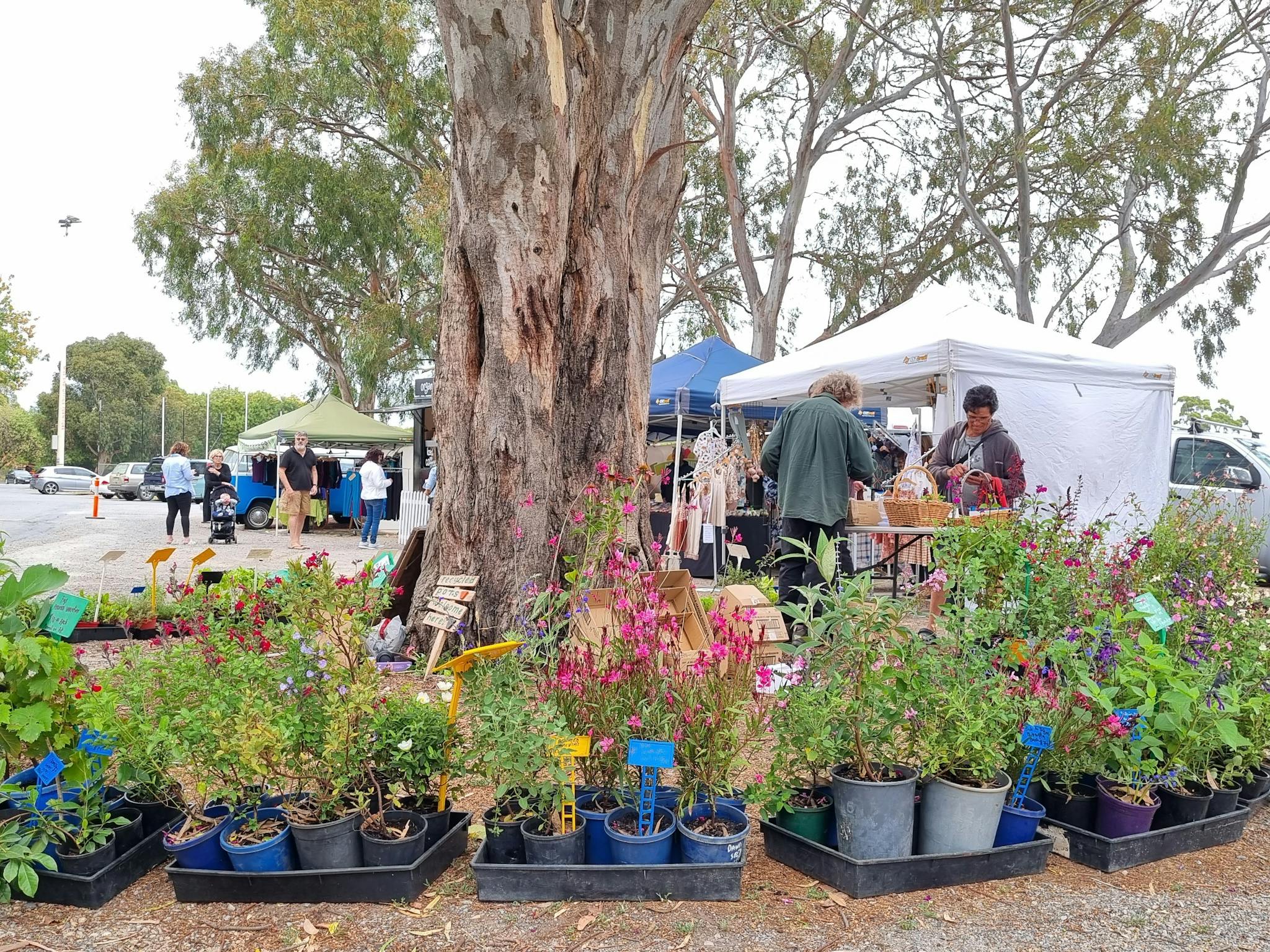 Willunga Quarry Market plants