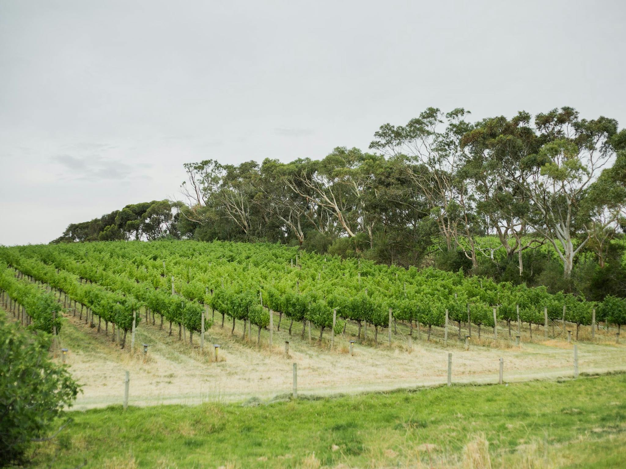 View of lush rows of grape vines on a hill with gum trees in the background