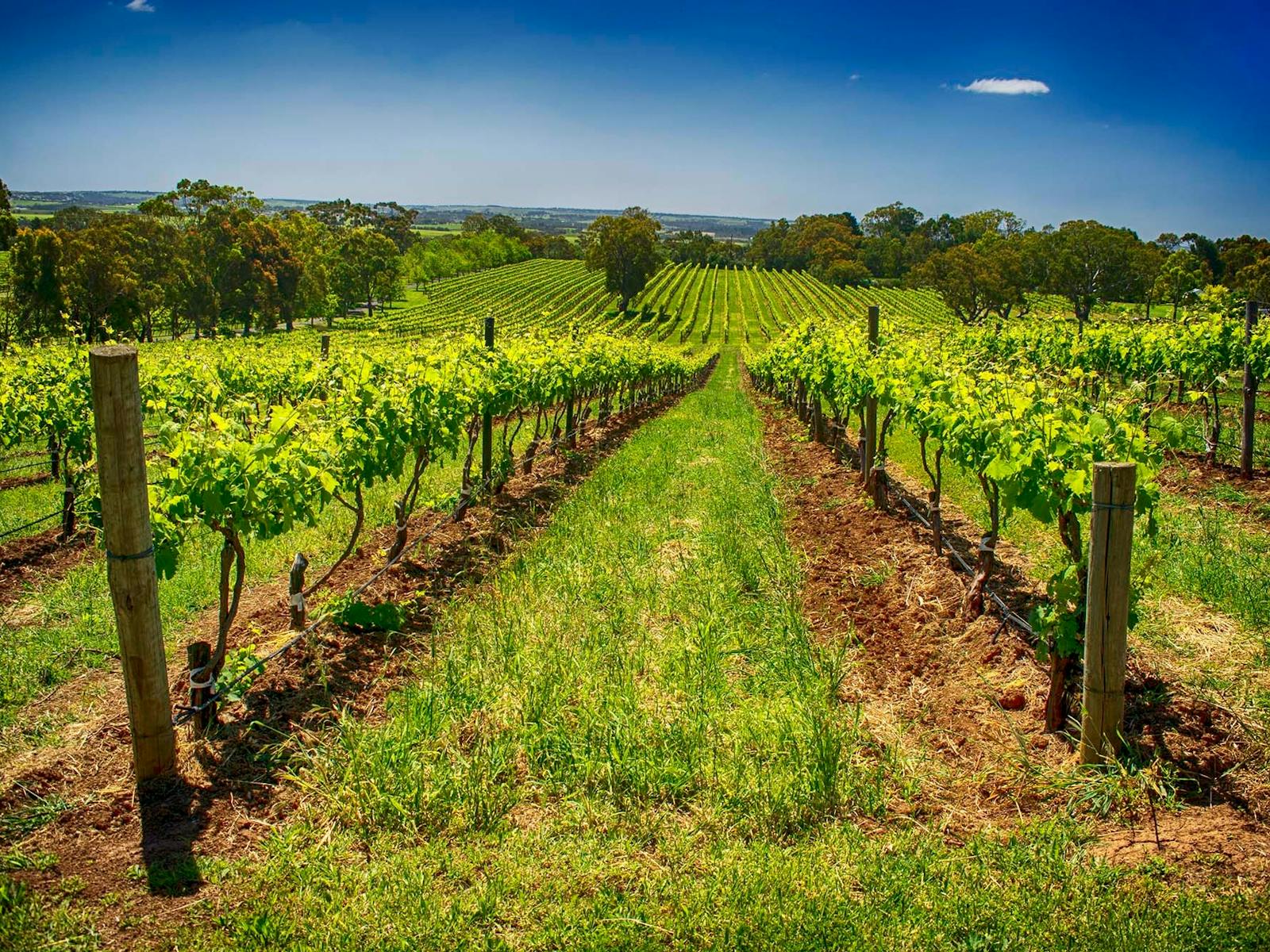 McLaren Vale Winery