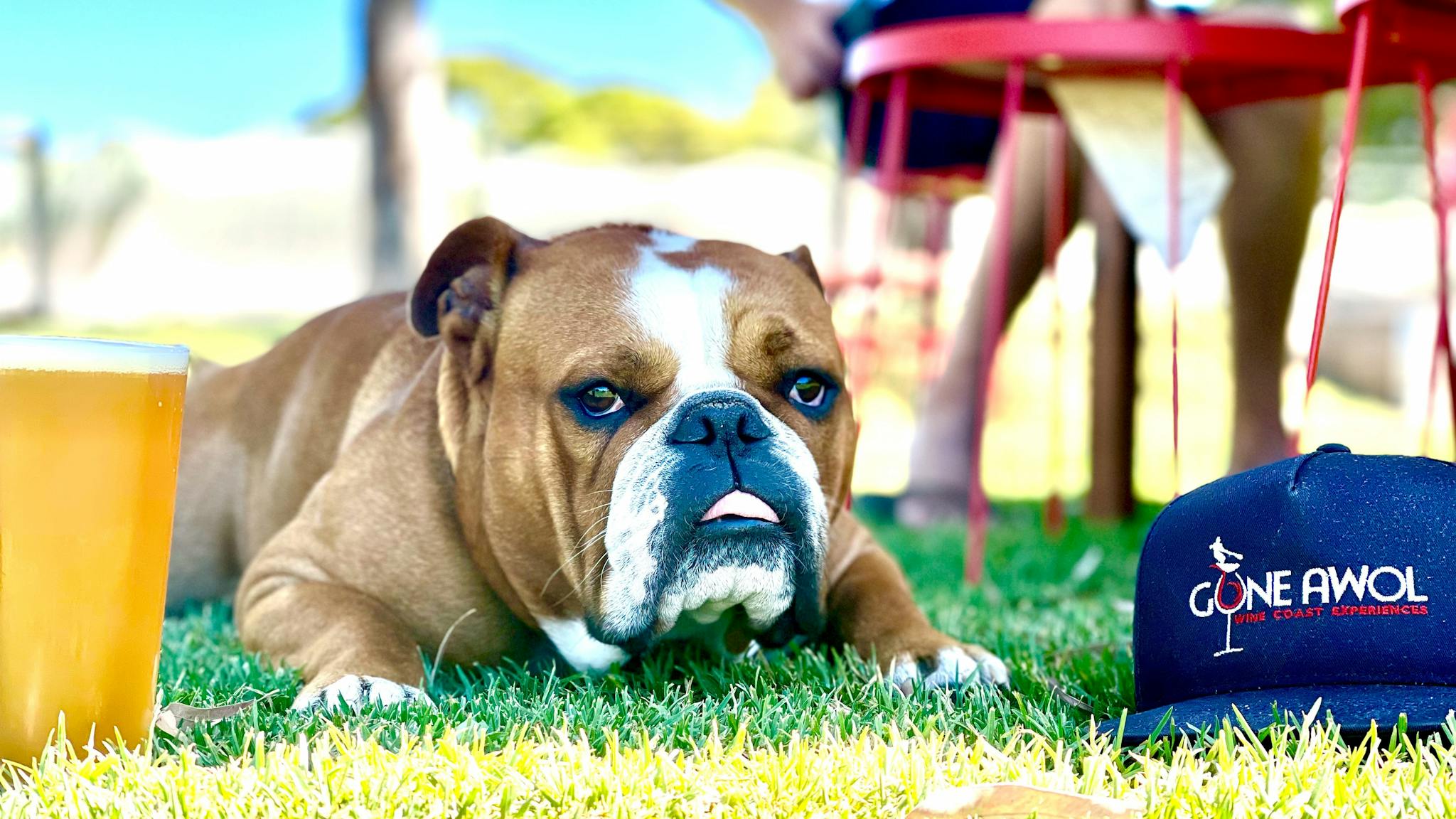 Its a dog's life
