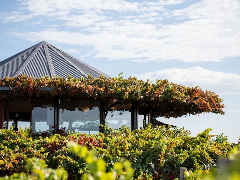 Grenache & Gourmet: The Grenache Disruption