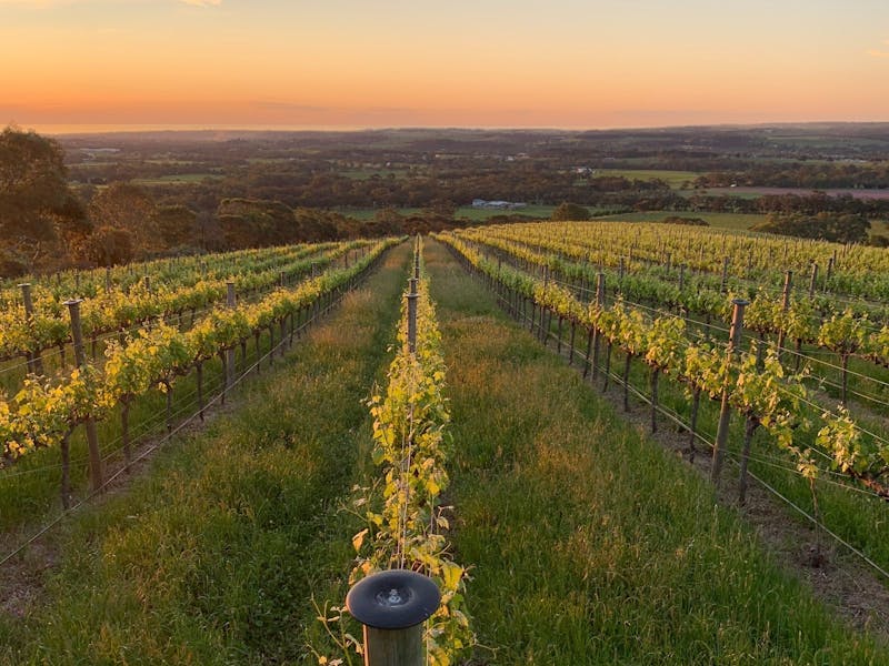 Shot from the top of the vineyard