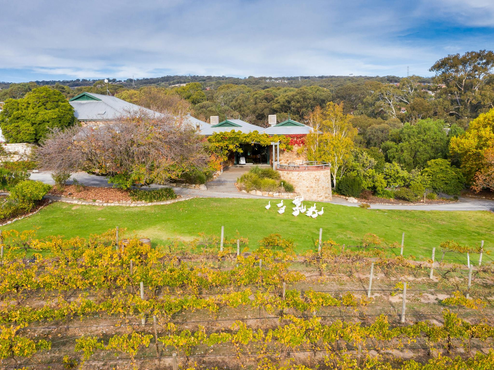 A cellar door in autumn with red and yellow trees and grapevines. Geese sitting on the lawn in front