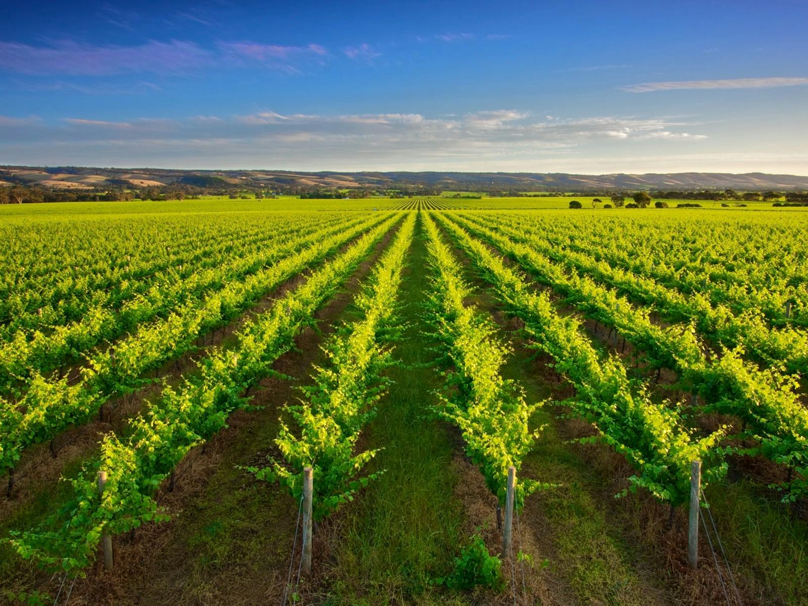 vineyards