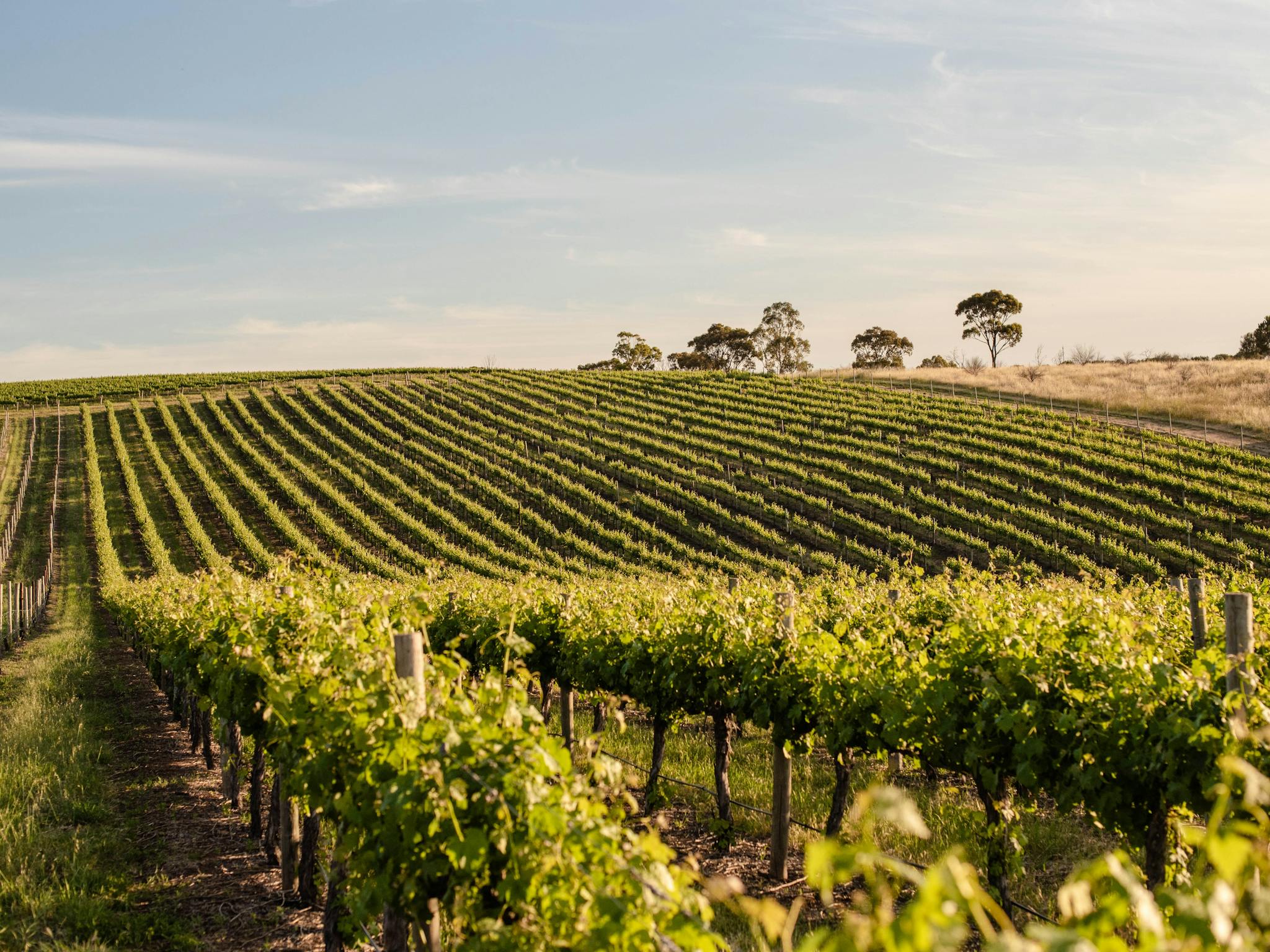 The rolling vineyards of Chapel Hill, McLaren Vale