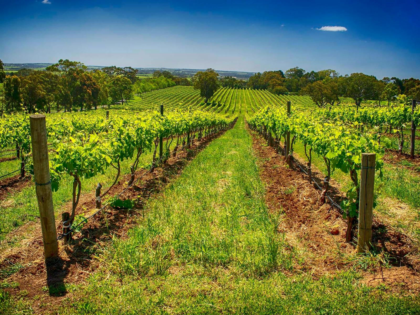 McLaren Vale Vineyard
