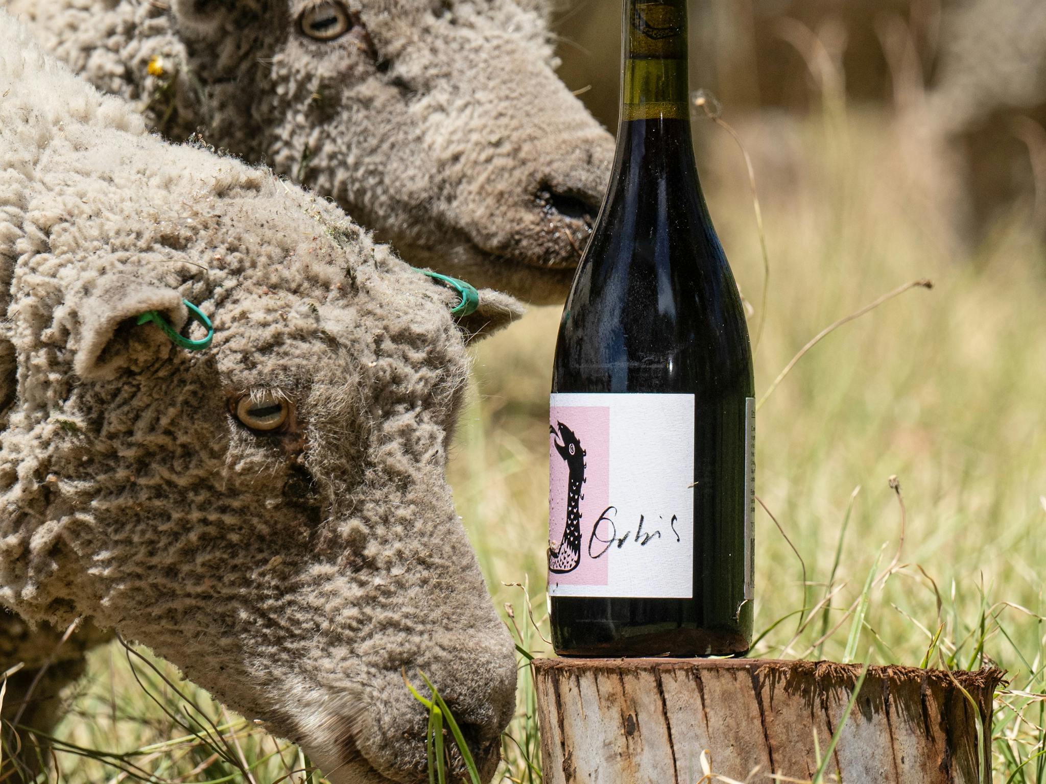 The Orbis vineyard is home to our flock of 40 Baby Doll sheep.