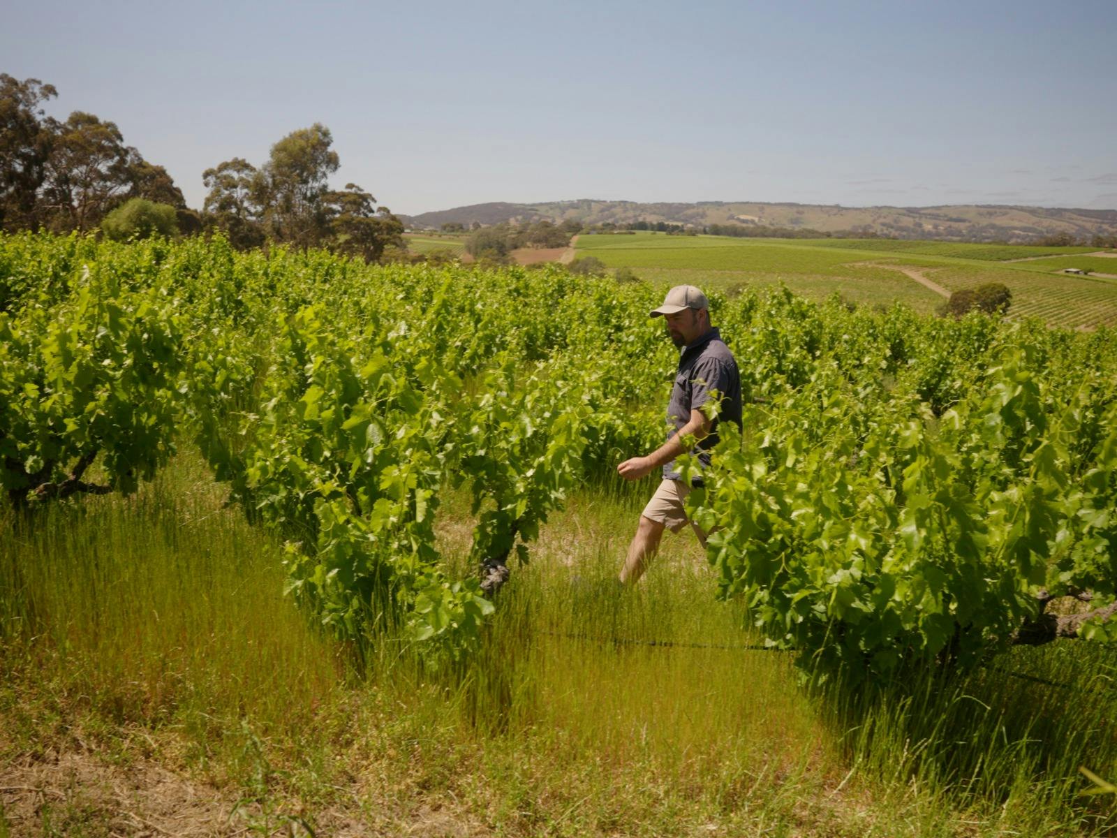 Alan Varney walking through vineyards