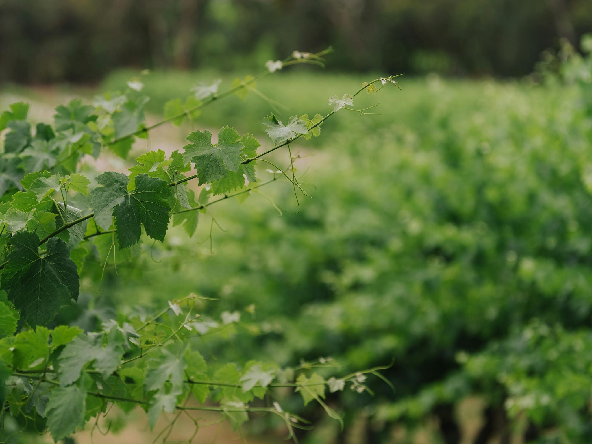 vines