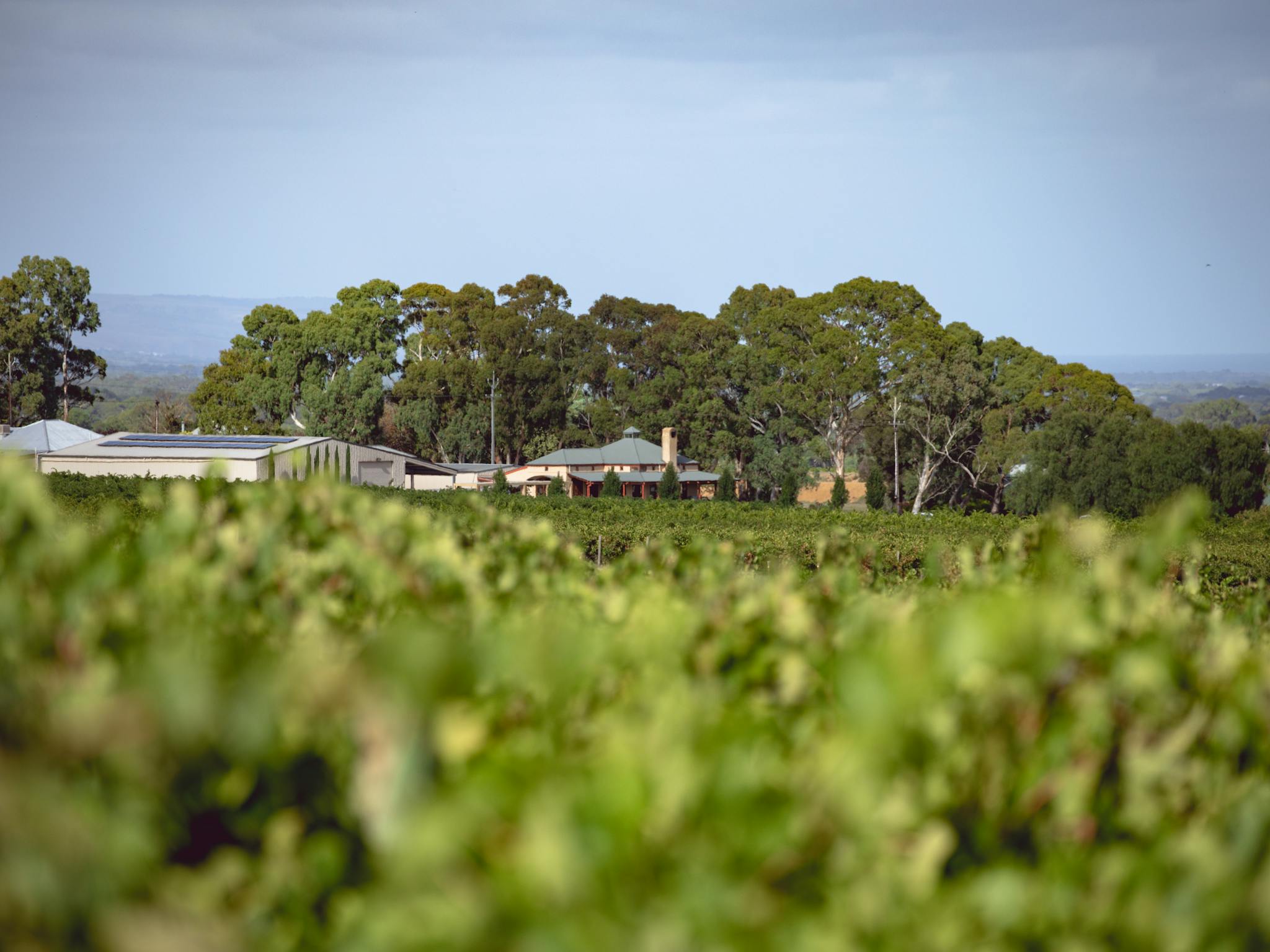 Hugo Wines Vineyard