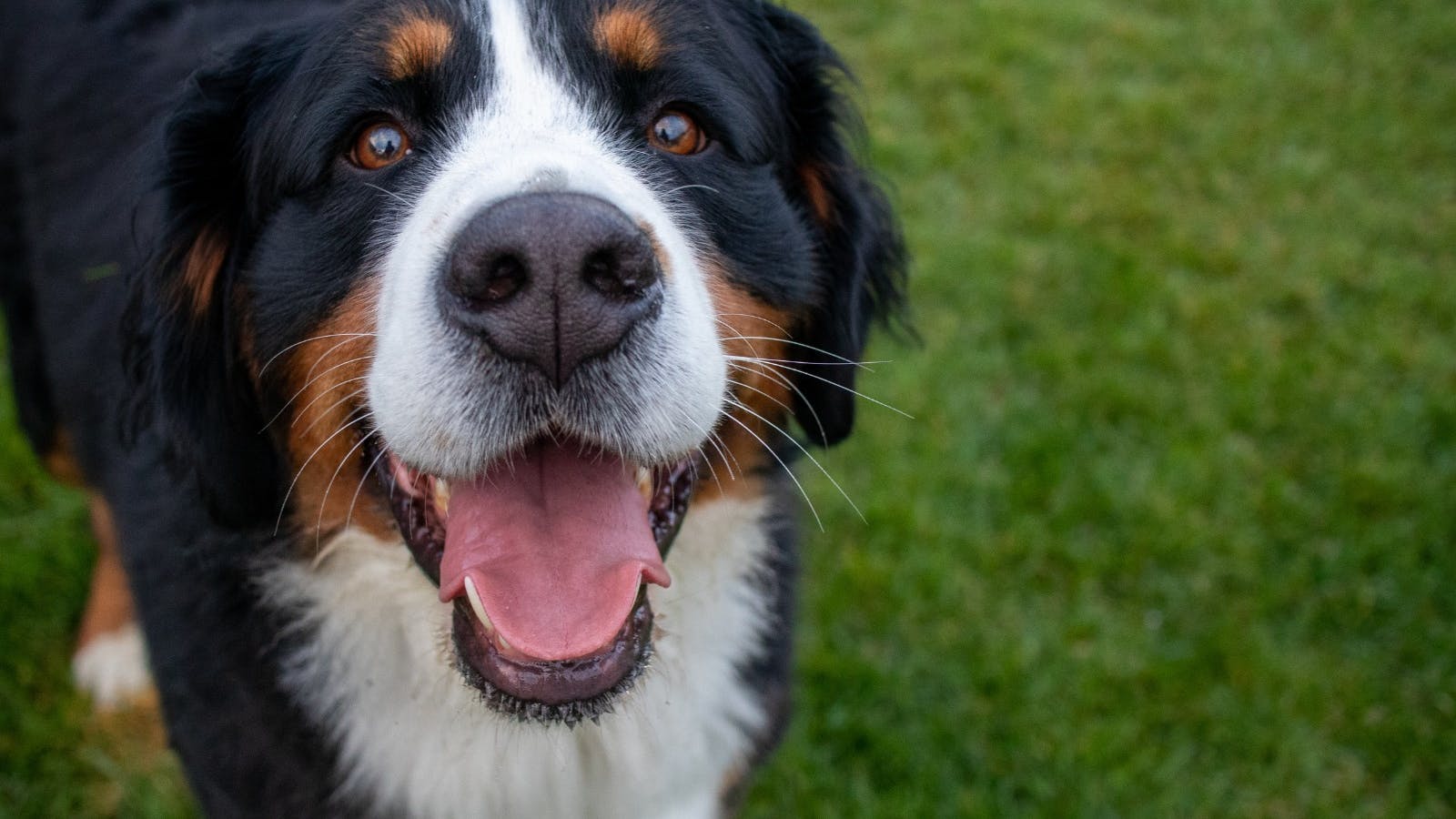 Haselgrove Wines dog friendly wineries