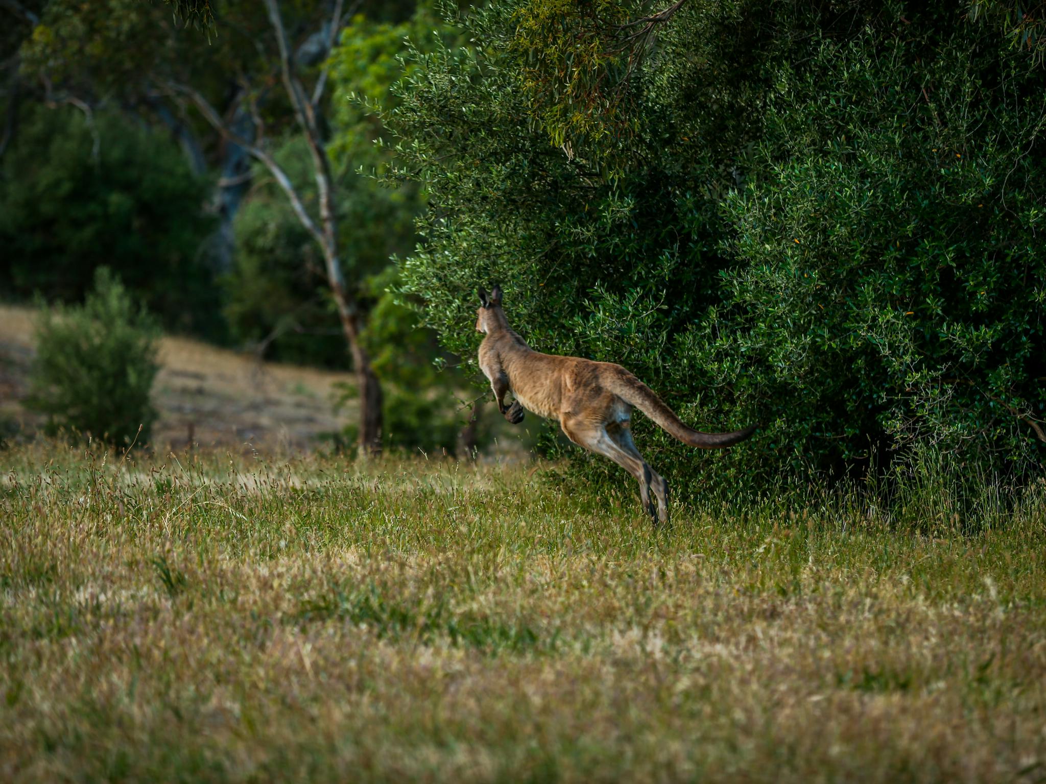 Kangaroo jumping through paddock