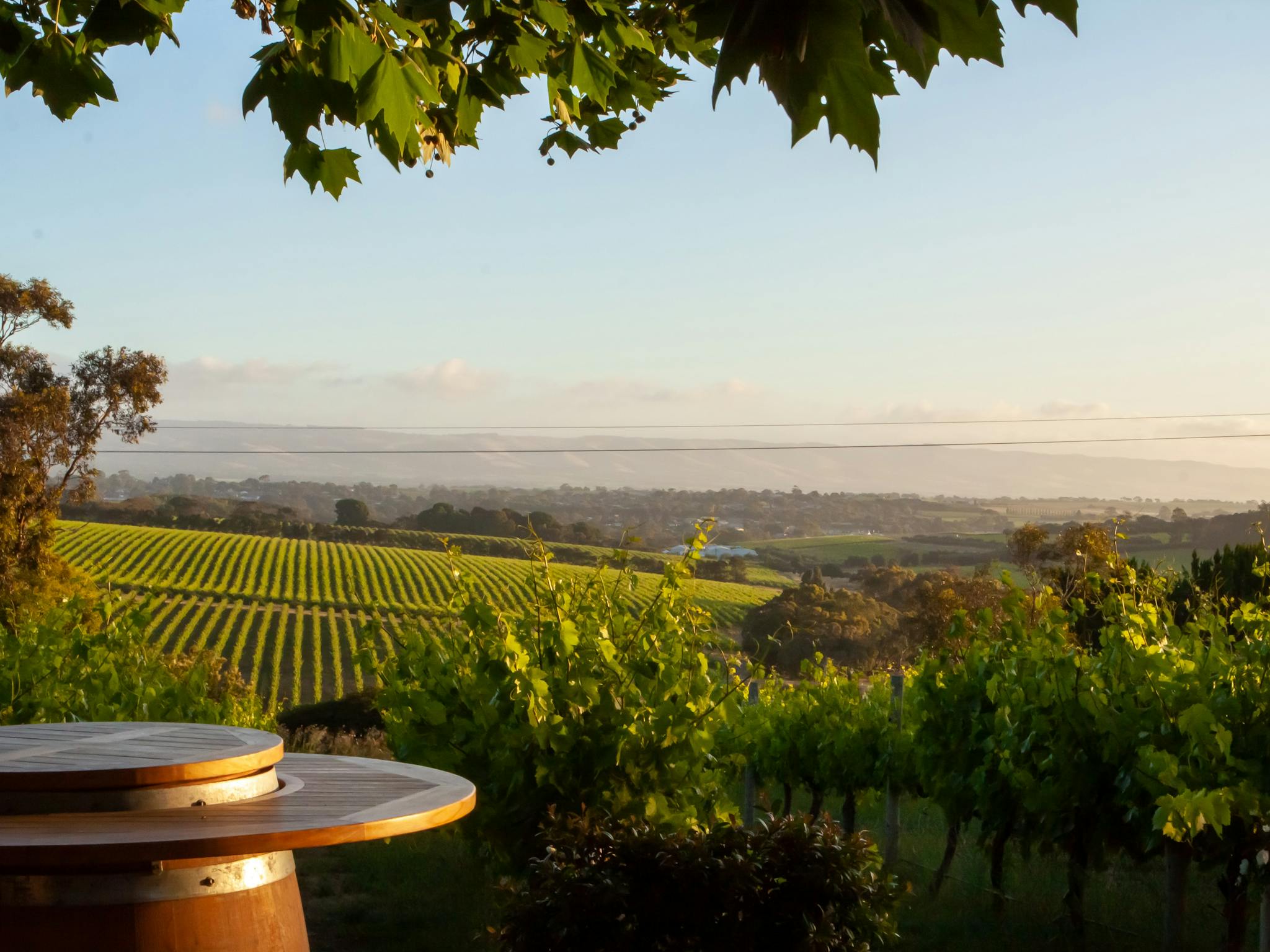 Beautiful views of McLaren Vale looking at vines from a wine barrel