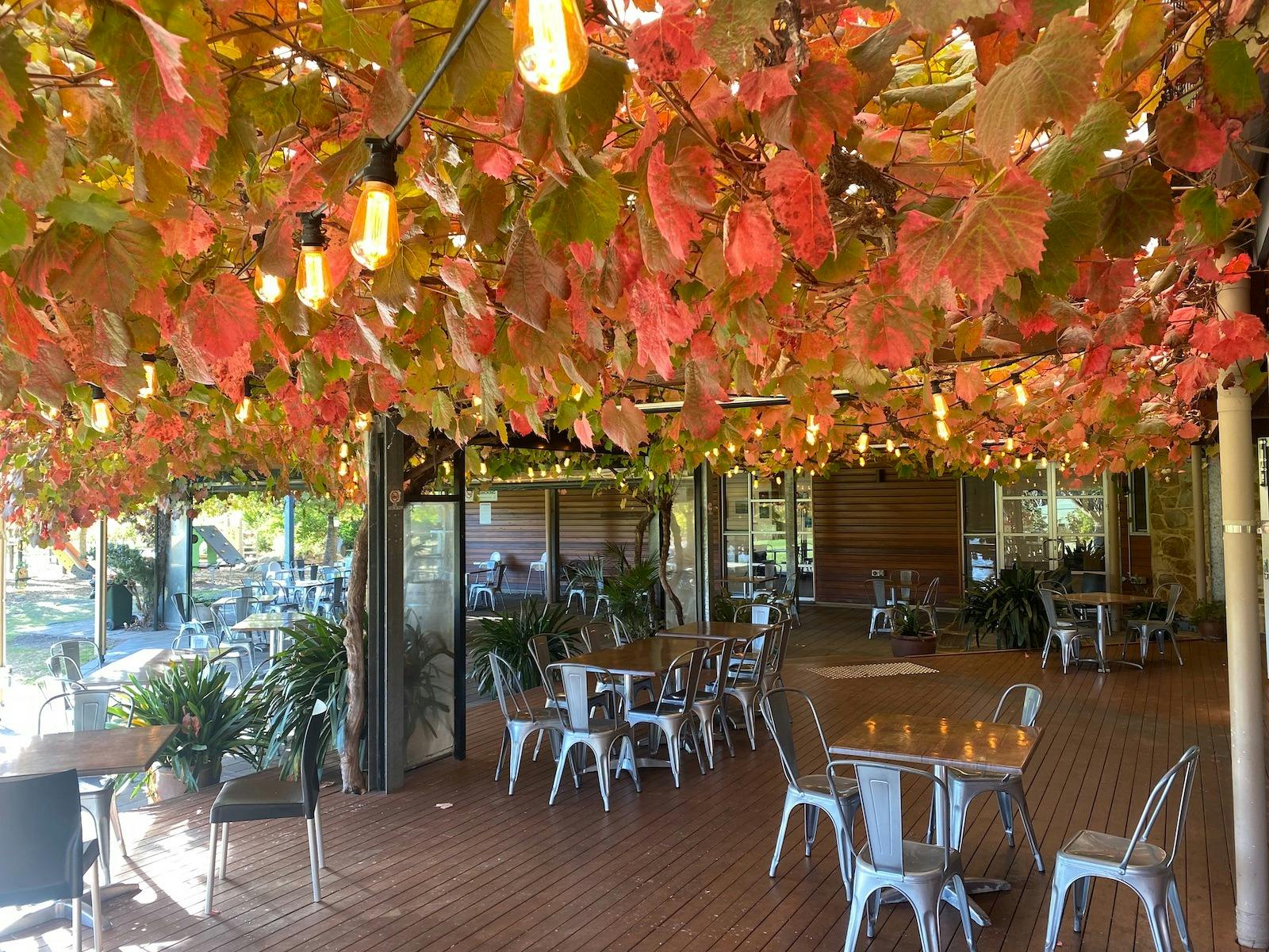 Vine leaves turning red