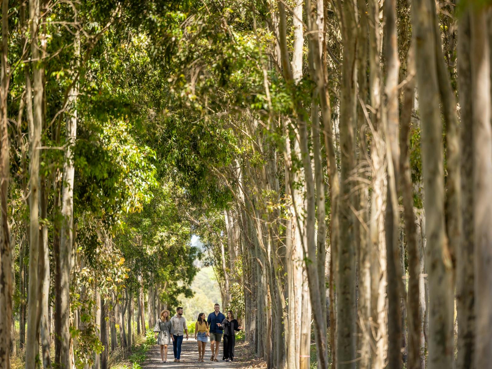 Guests being hosted to a vineyard tour through our sustainably planted wood lot