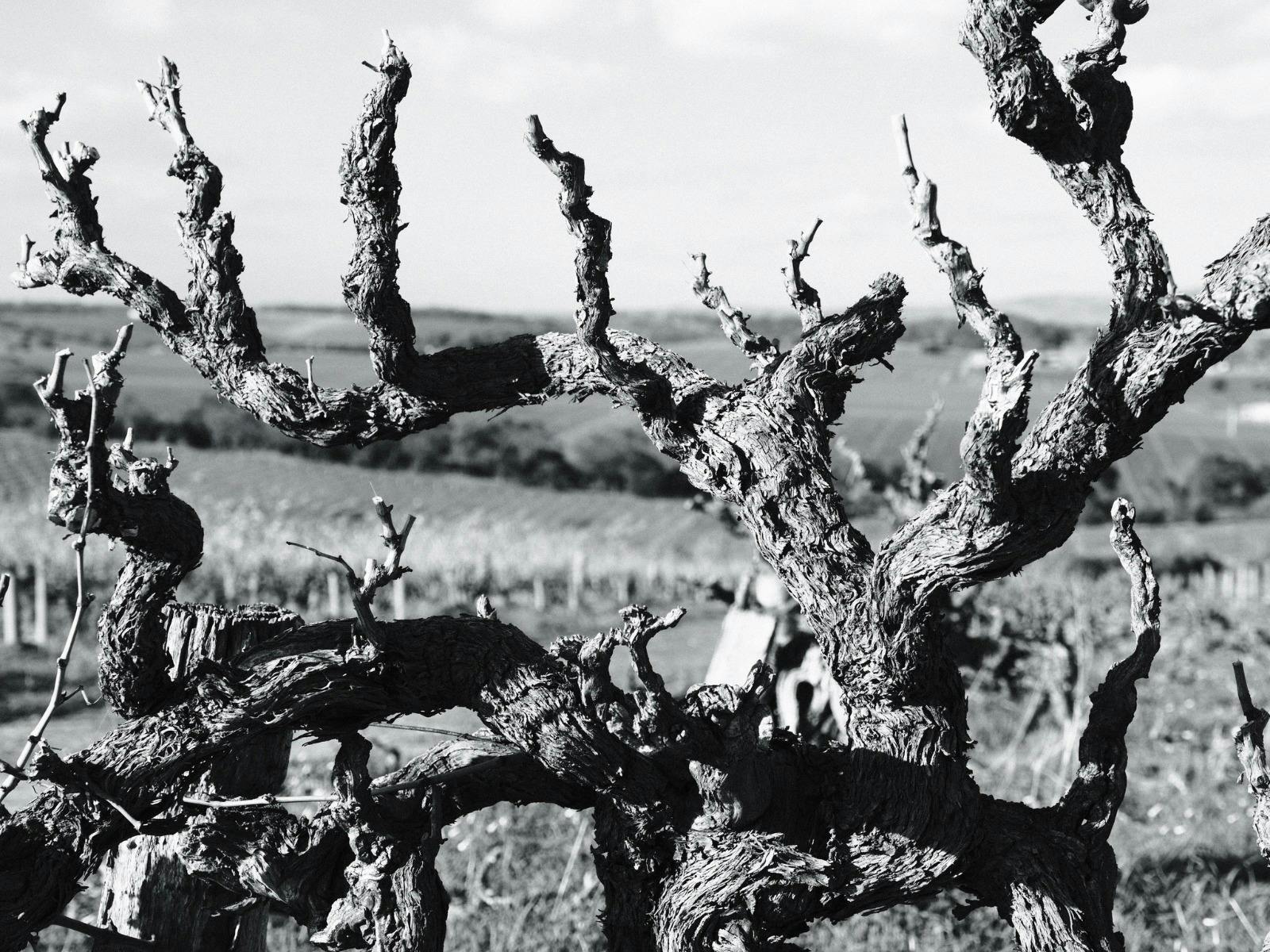 Close up of Varney Wines Grenache vine