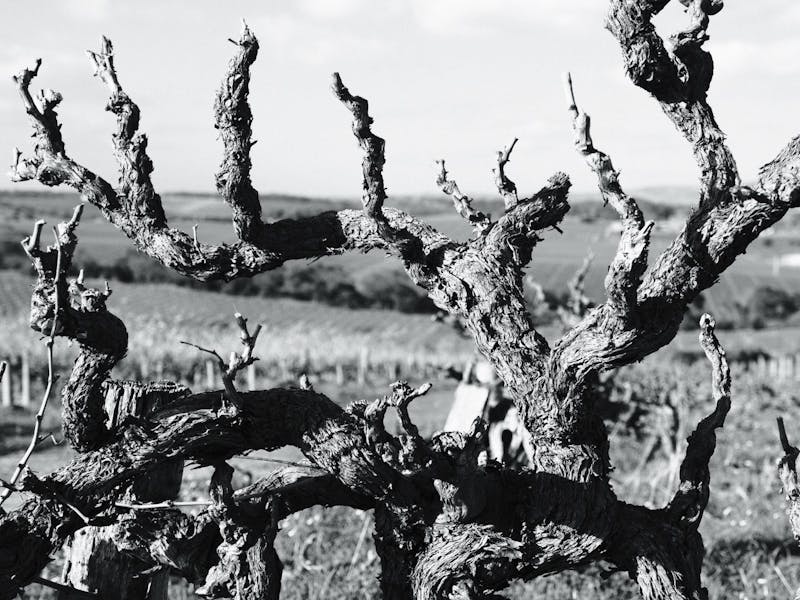Grenache & Gourmet: Varney Single Sites Unveiled