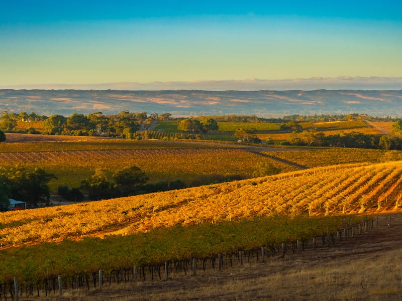 Ox Hardy Wines