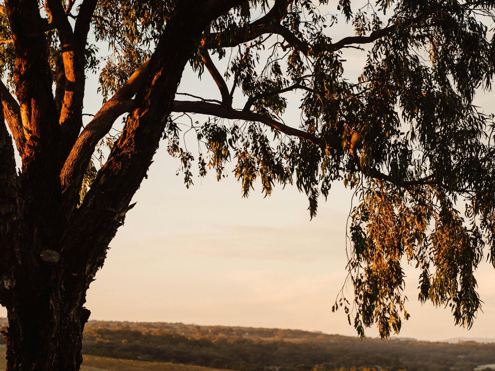 Sundown under the gum tree