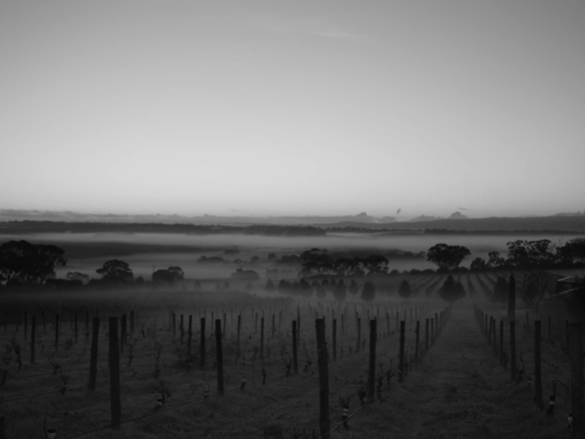 Early morning mist from our cellar door
