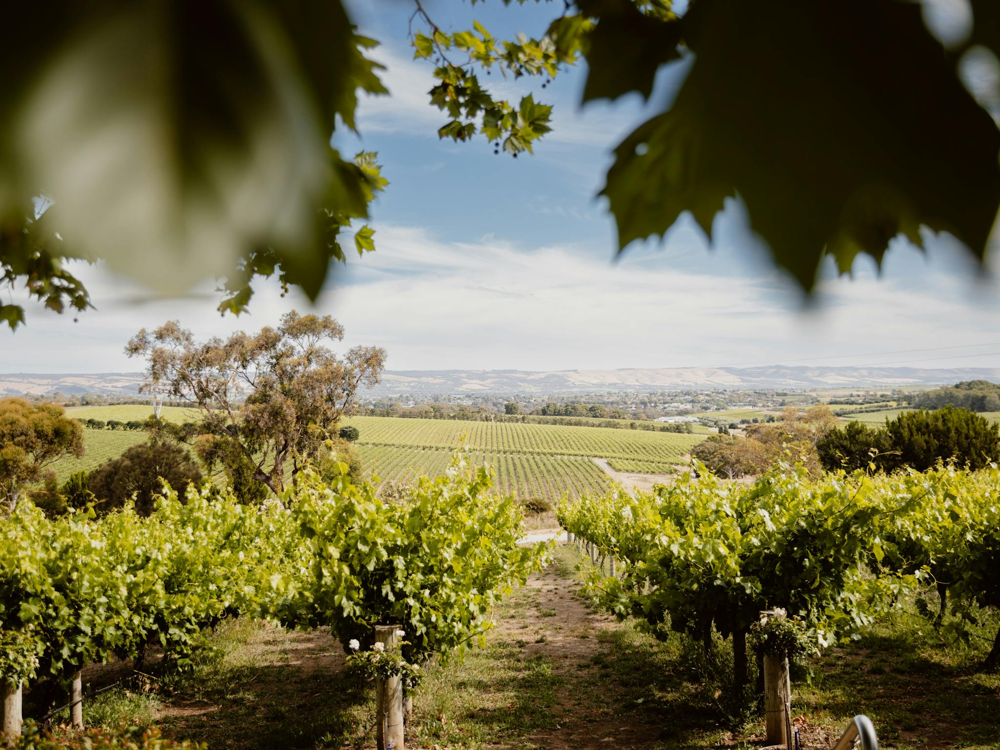McLaren Vale Vineyard Views