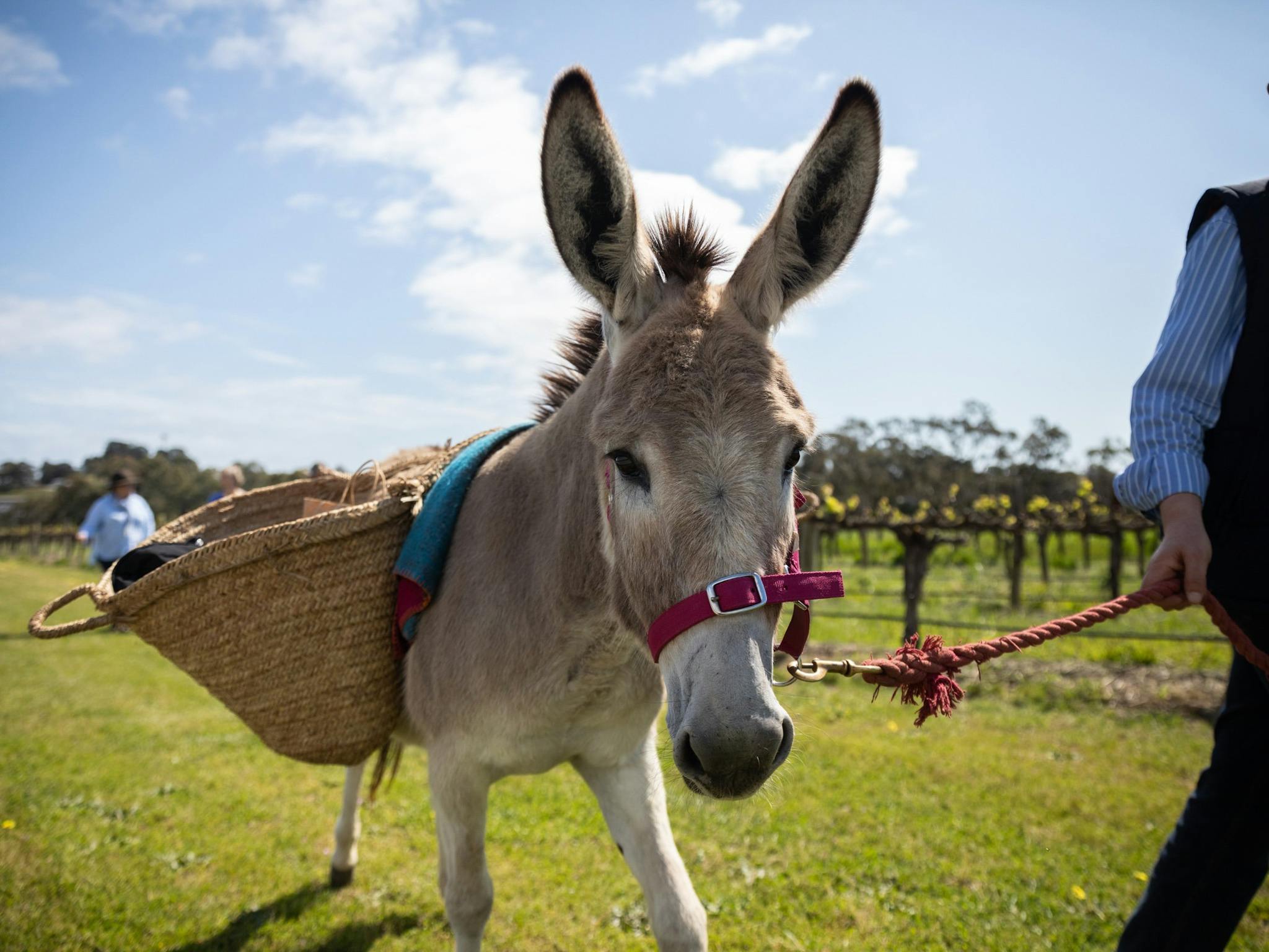 Donkey being led in a vineyard by a man