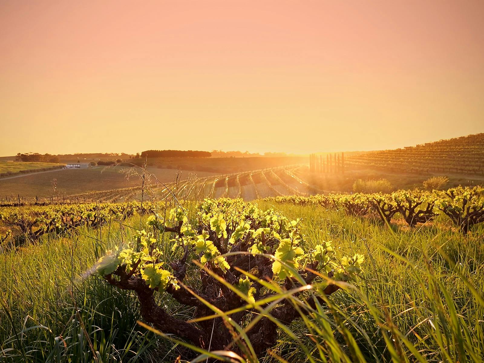 renache Bush Vines of the McLaren Vale Wine Region