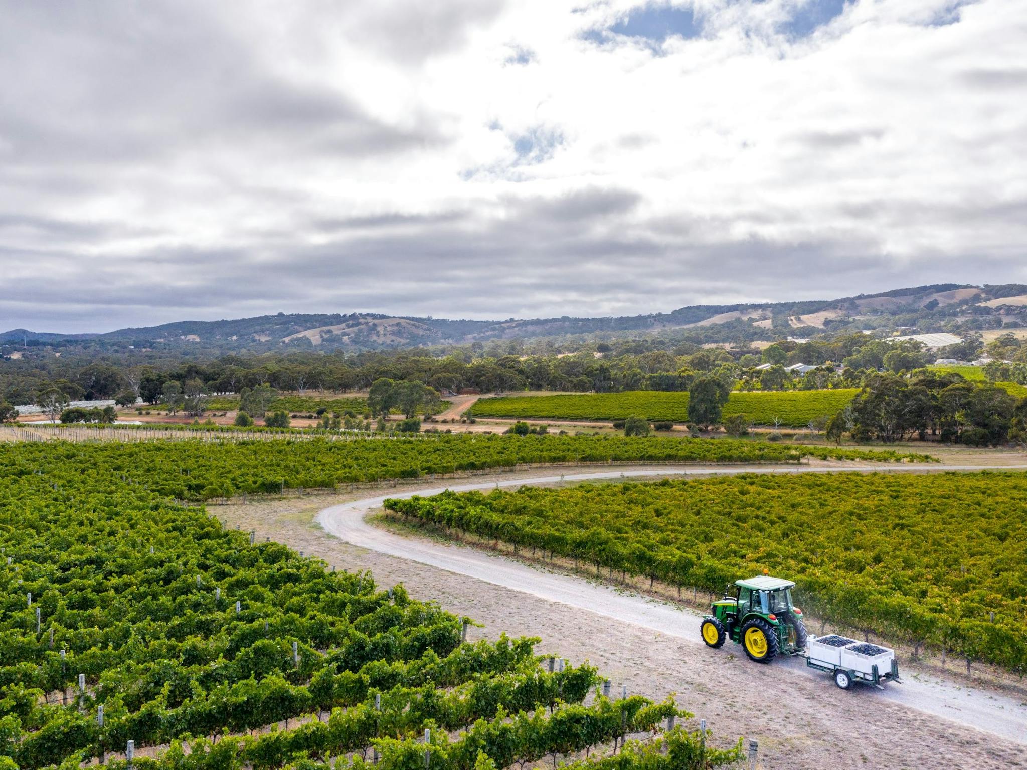Landscape View of Yangarra Estate during Harvest