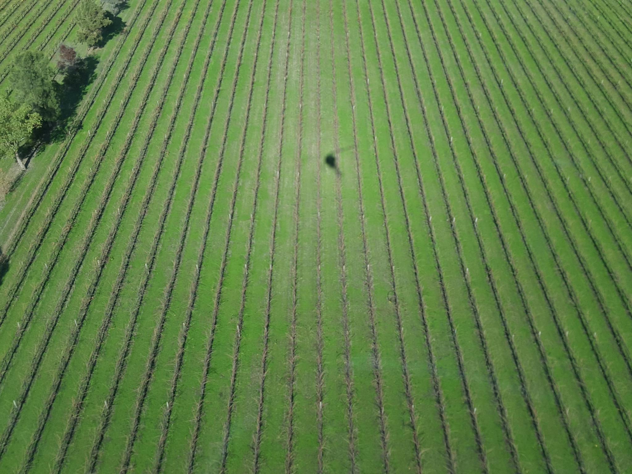 beautiful shadows helicopter vines