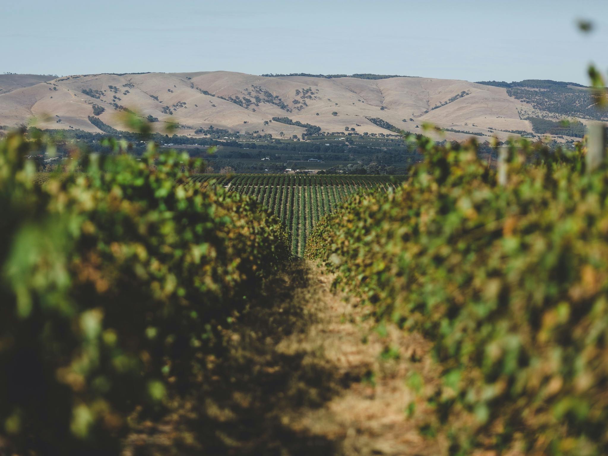 McLaren Vale Vineyards