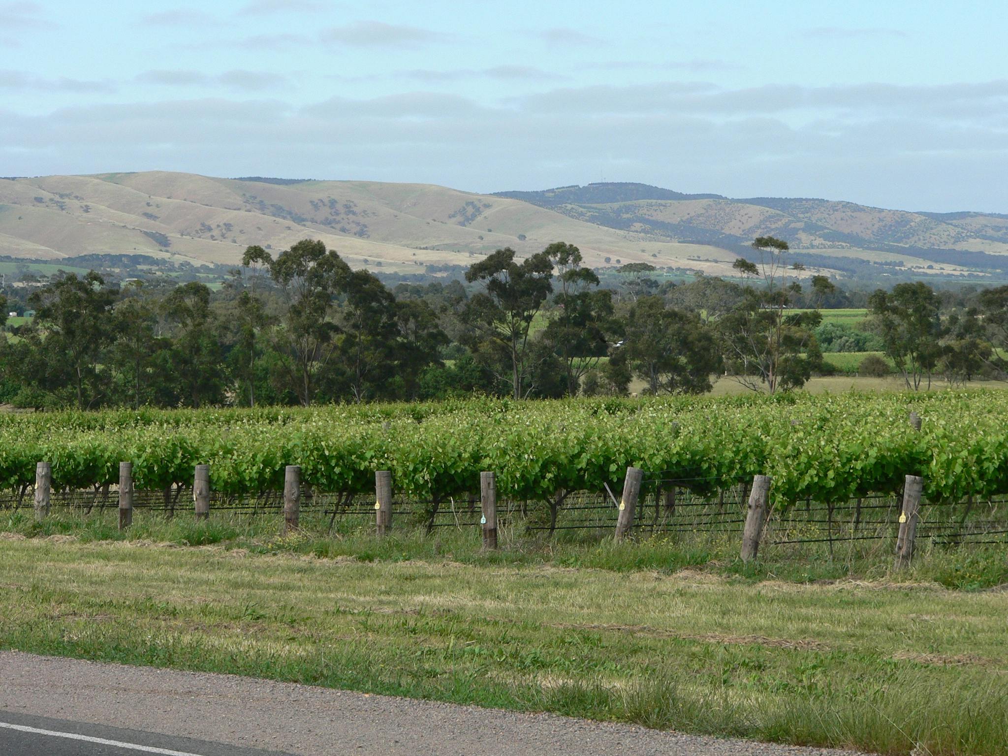 Vineyards