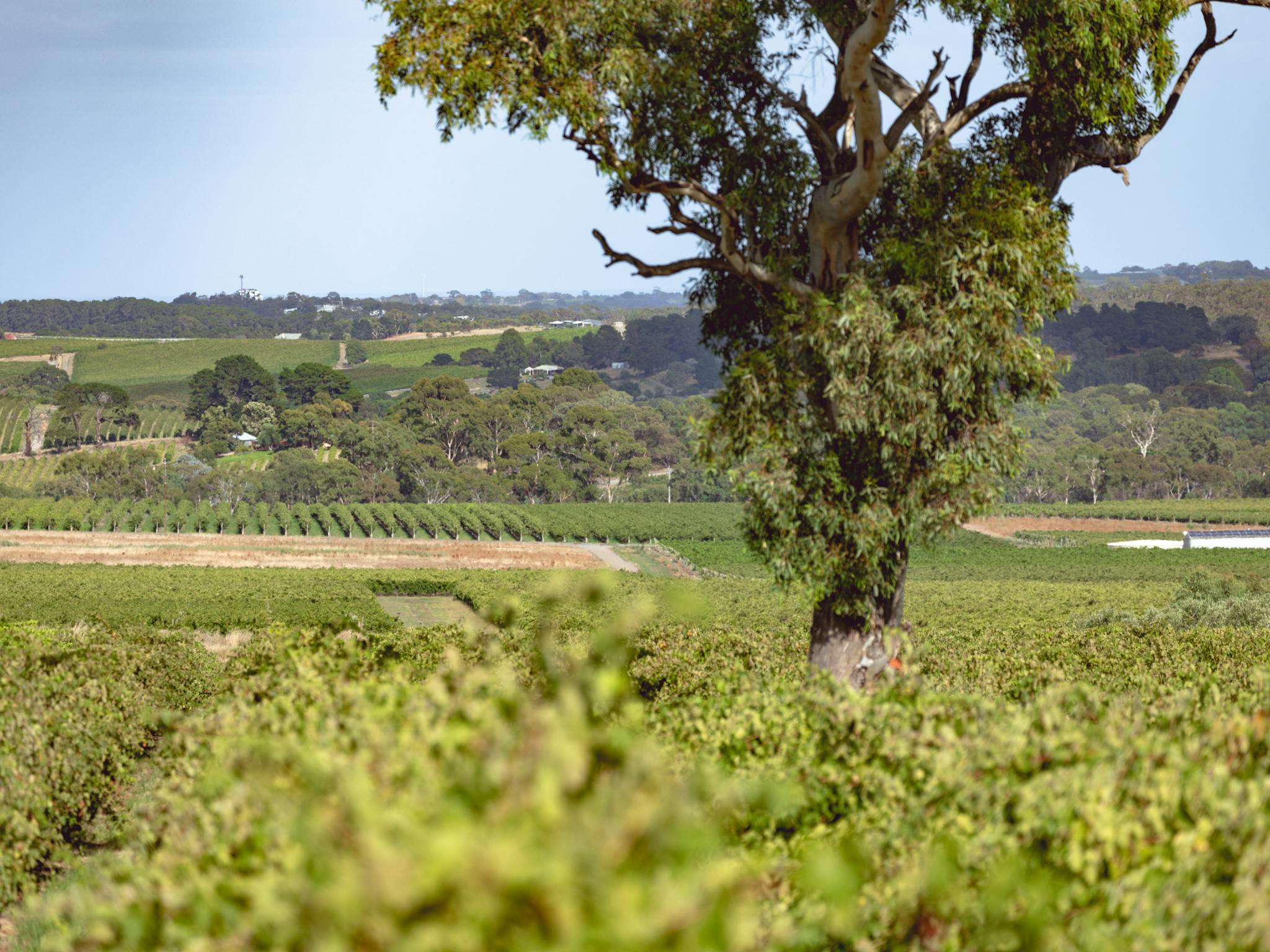 Hugo Estate