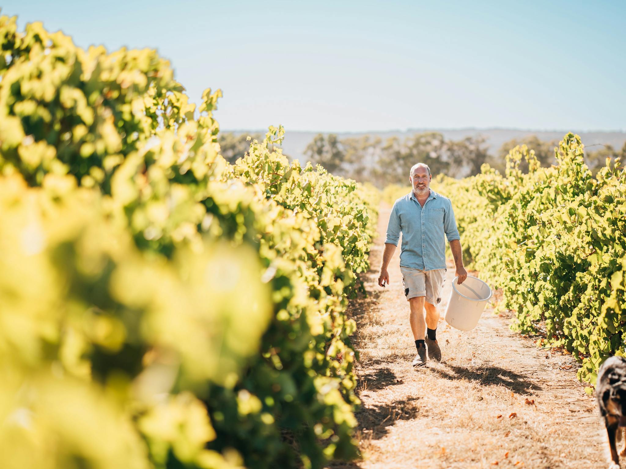 Winemaker in the vineyard.