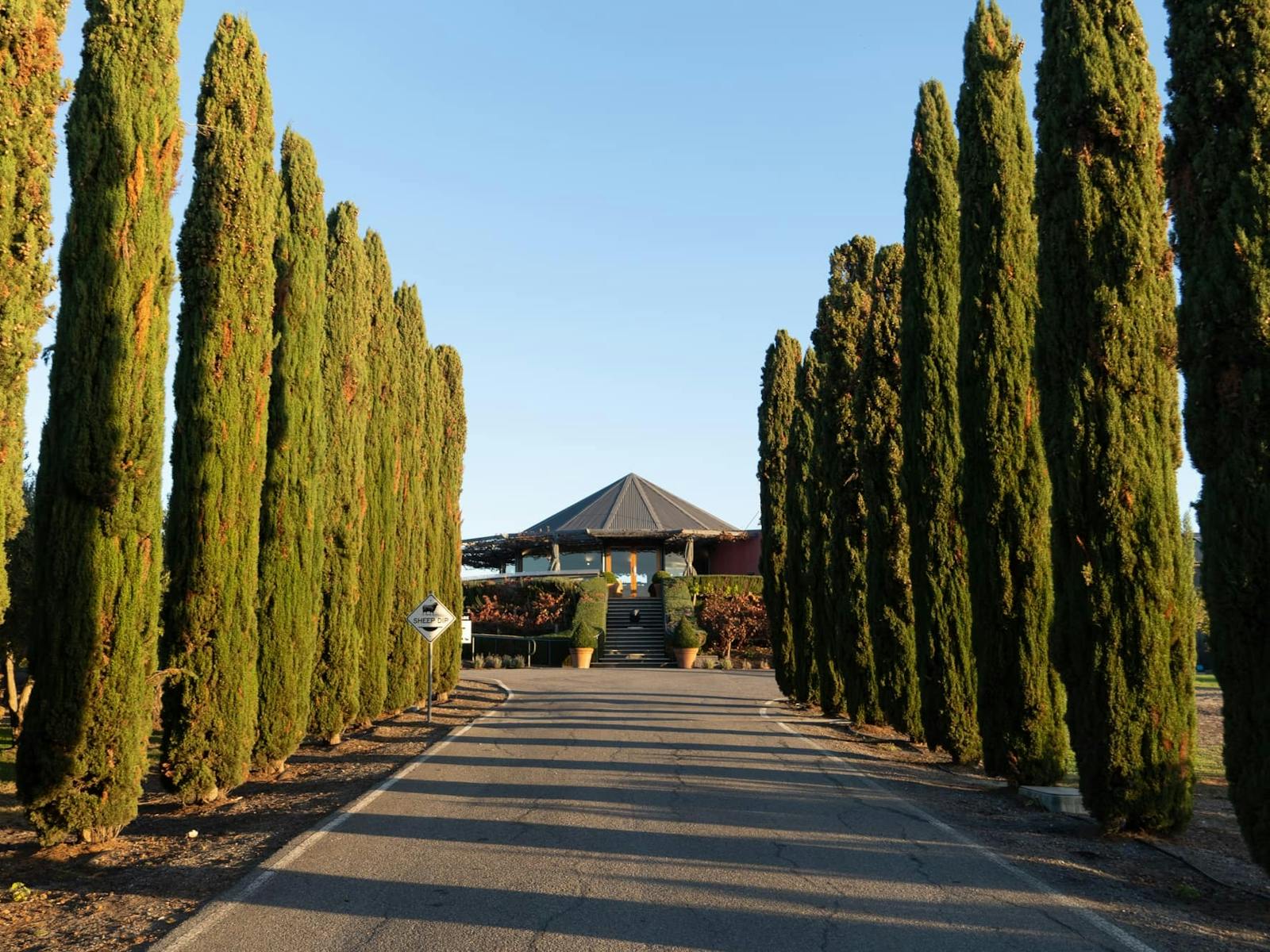 drive into cellar door with tall pines