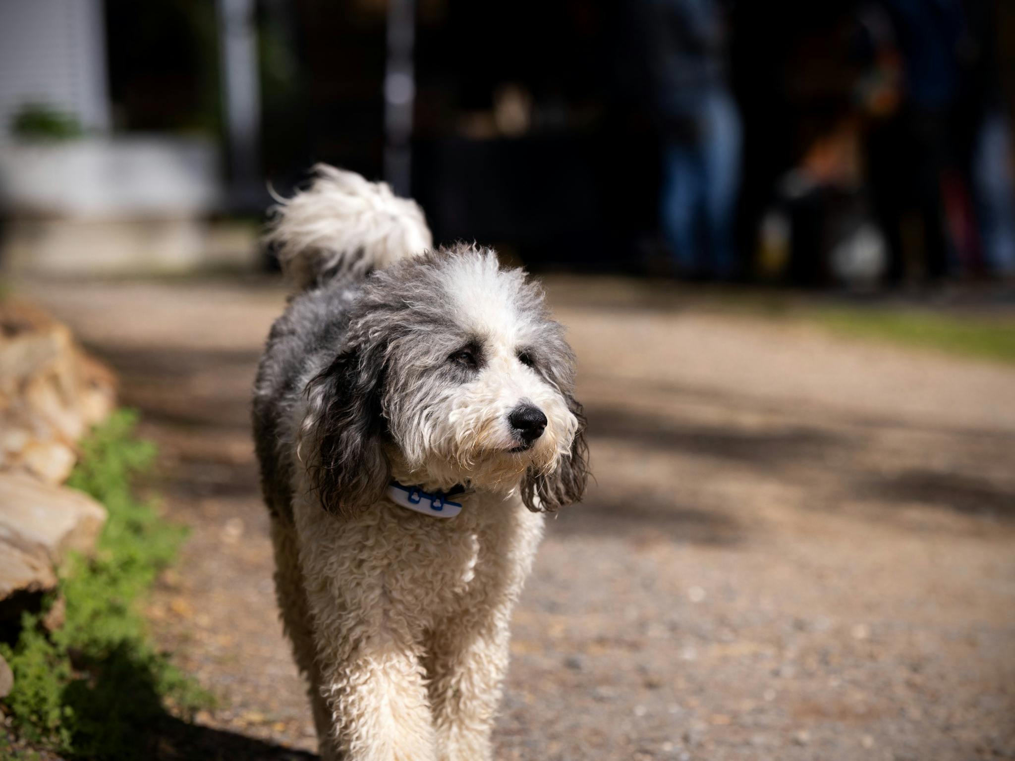 Badger the dog