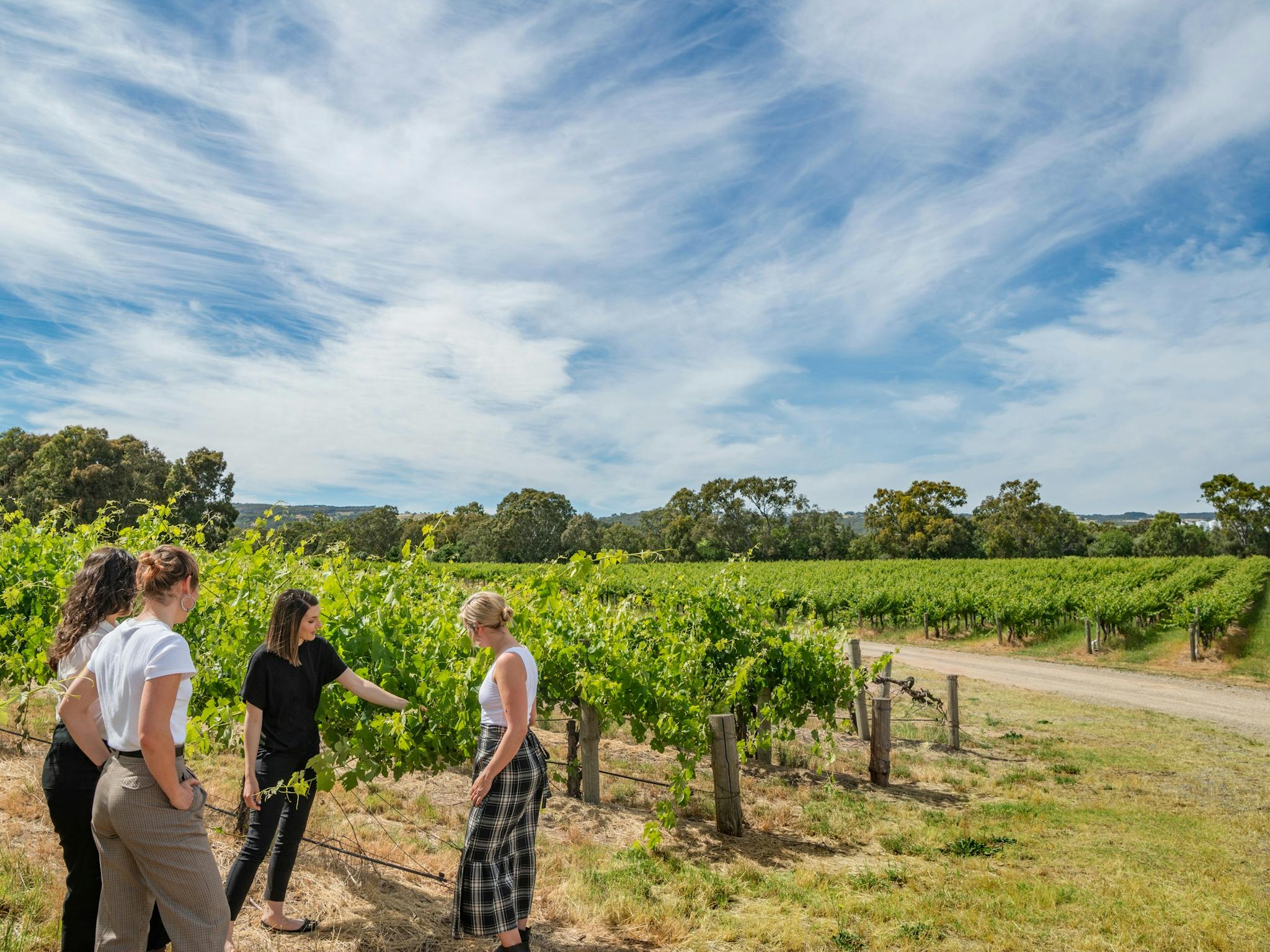 Vineyard Tour