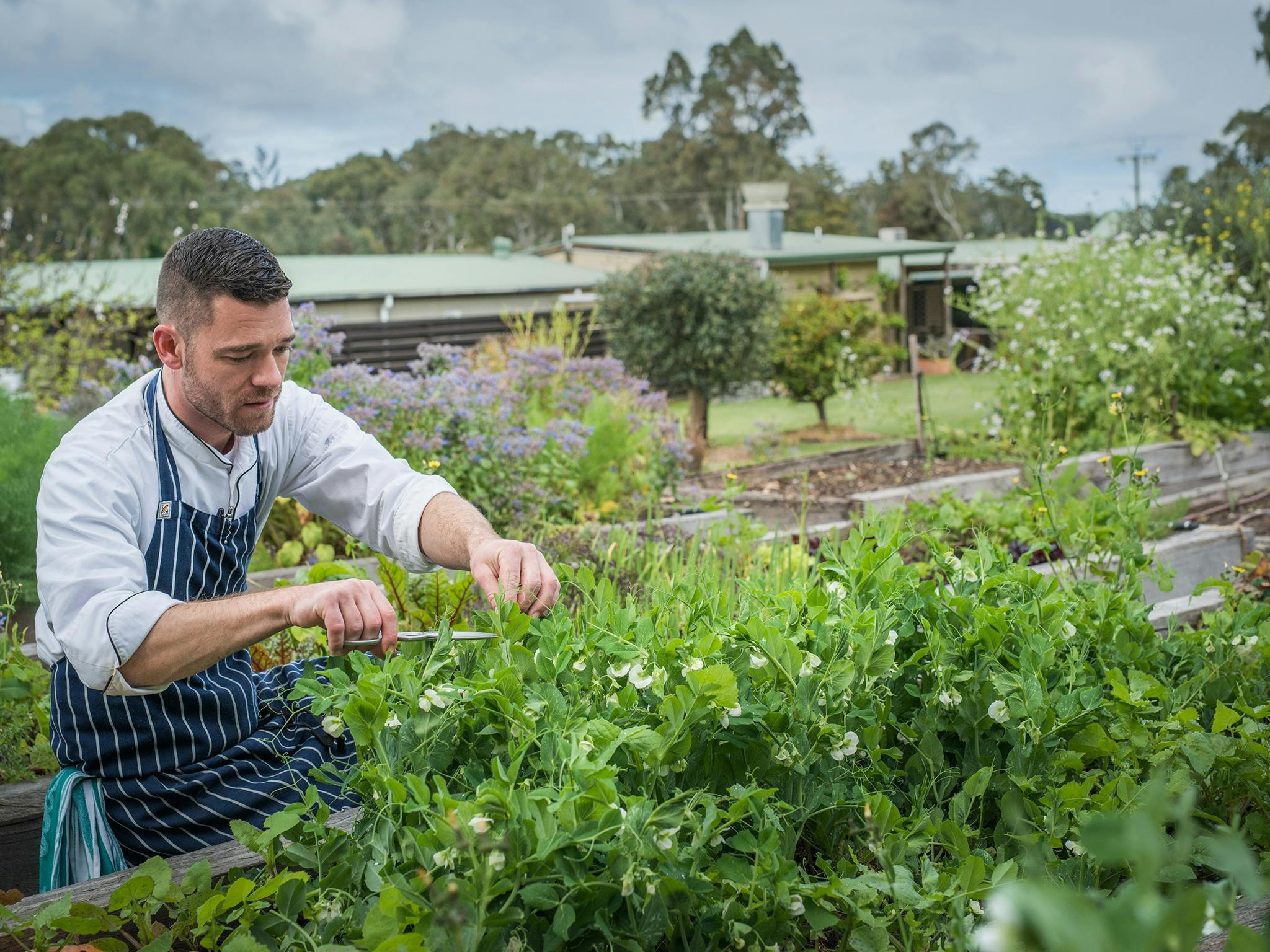 Head Chef picking fresh garden produce for Vegan Dishes