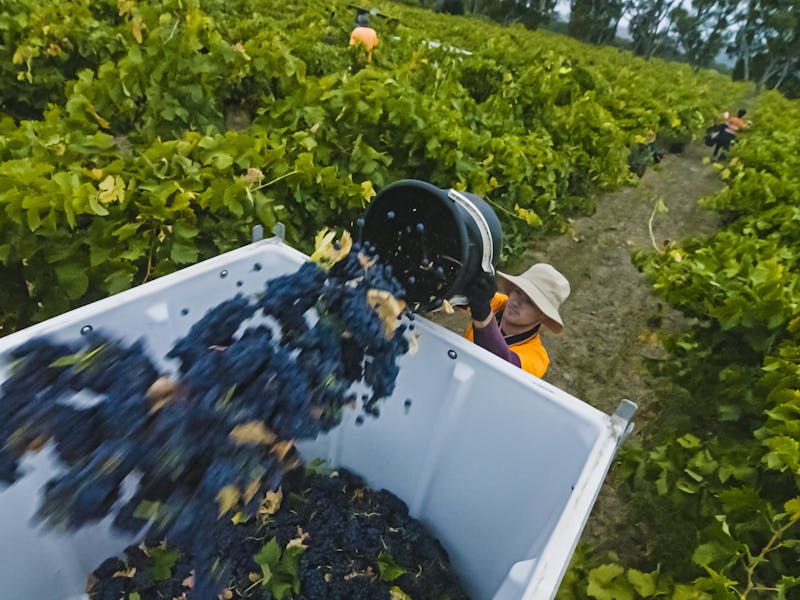 Curtis Winery