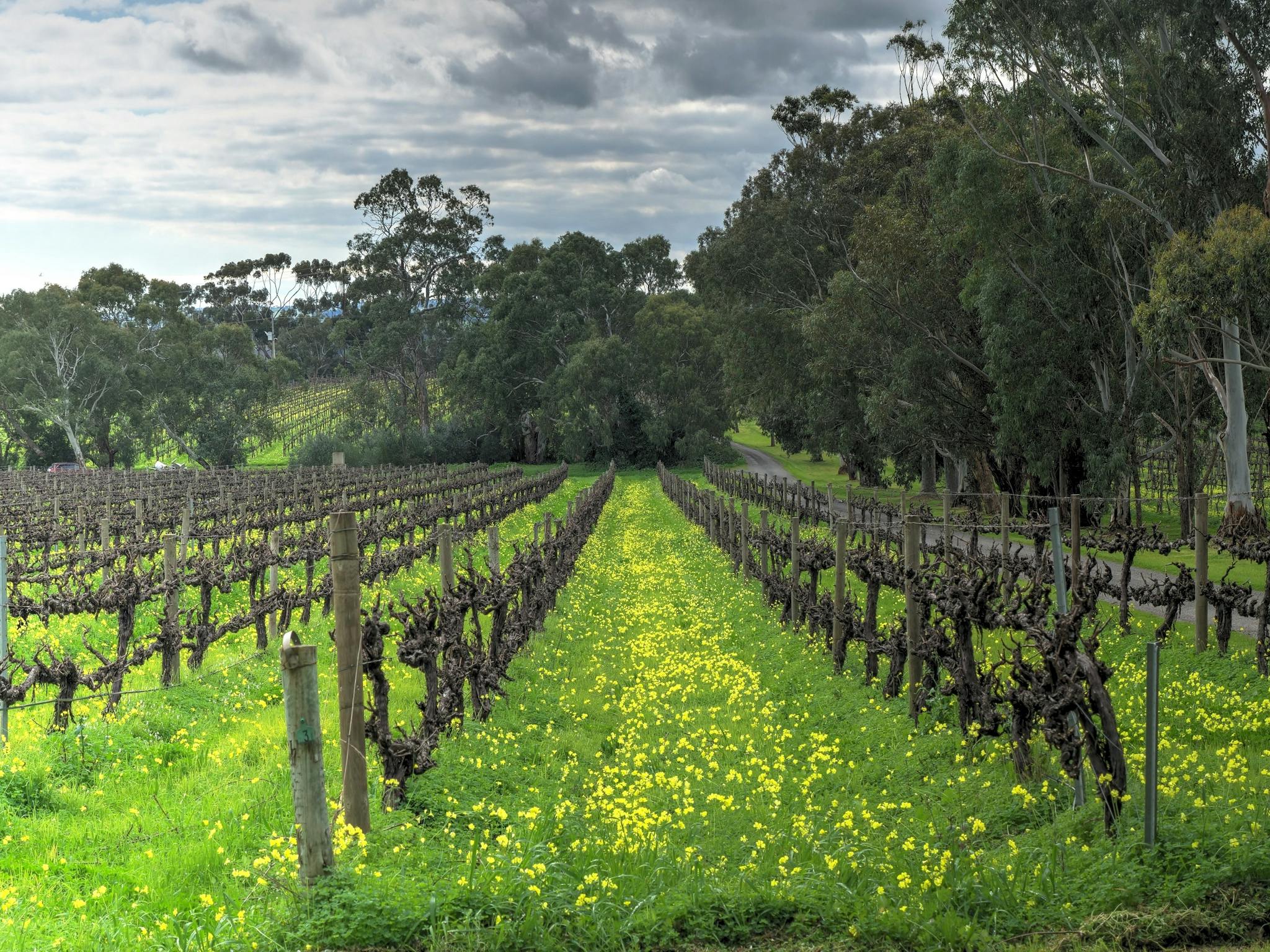 Battle of Bosworth Vineyard