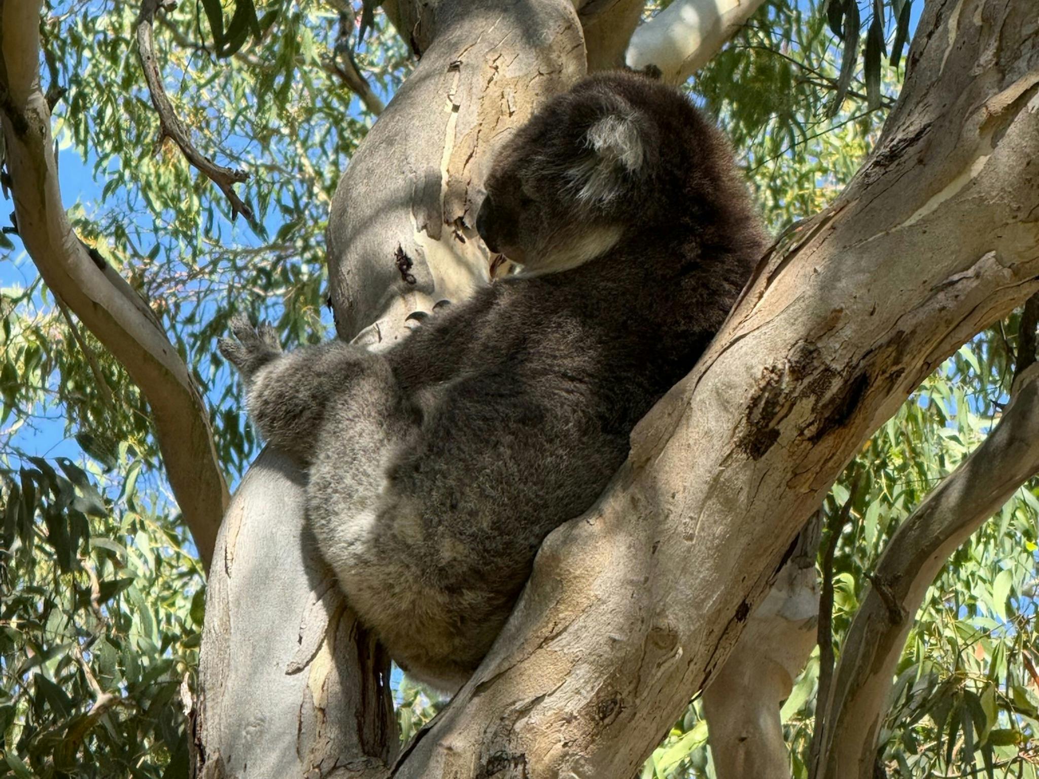 Koala relaxing in a gumtree at DogRidge Wines Cellar Door