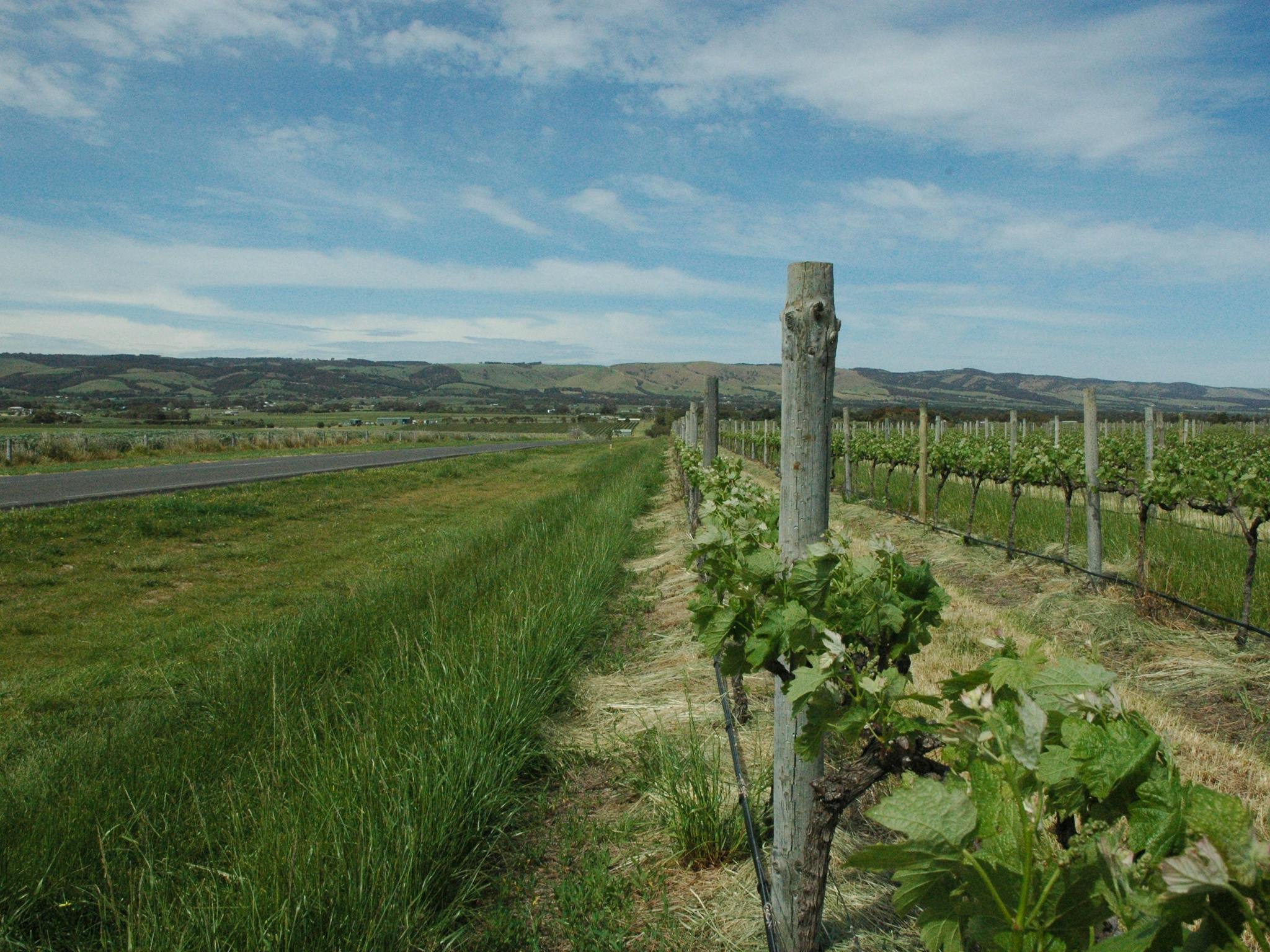 new growth vines by the road between Willunga and McLaren Vale