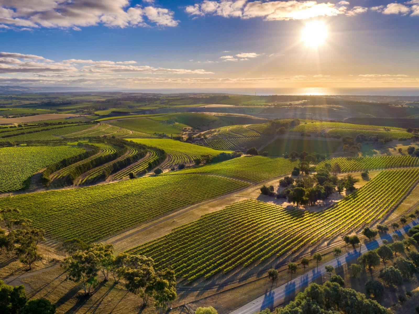 Aerial view over the vineyards below the Wonder Room
