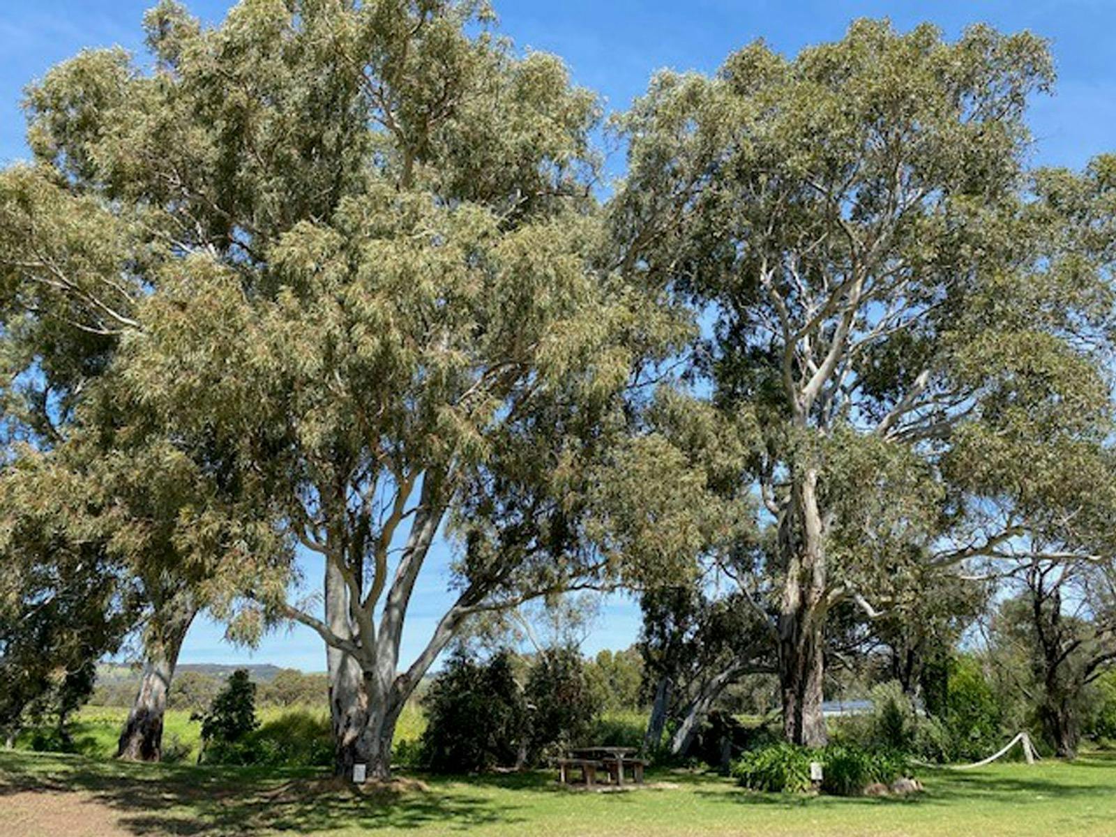Shottesbrooke Gum Trees