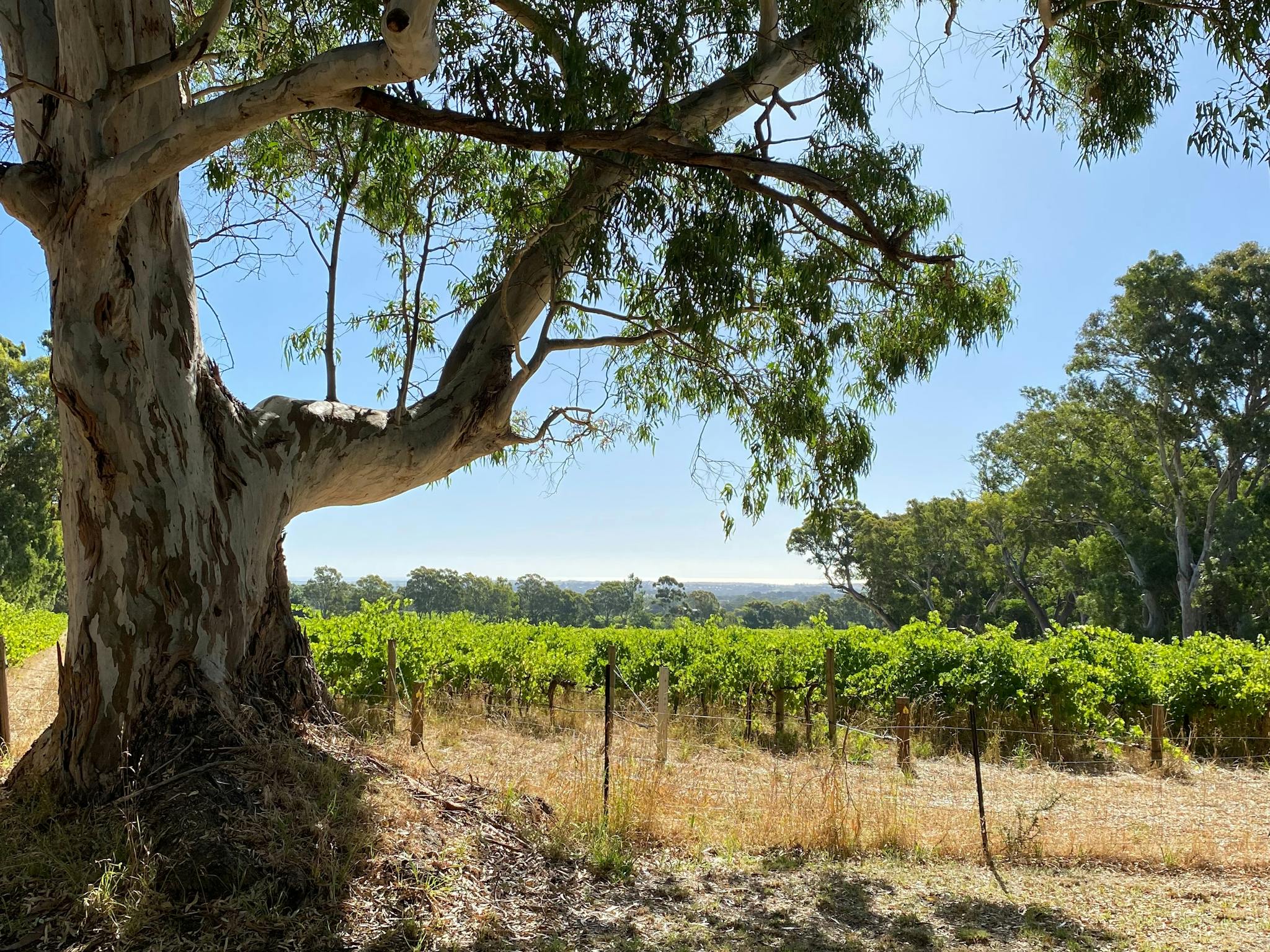 Red Gums & vineyards