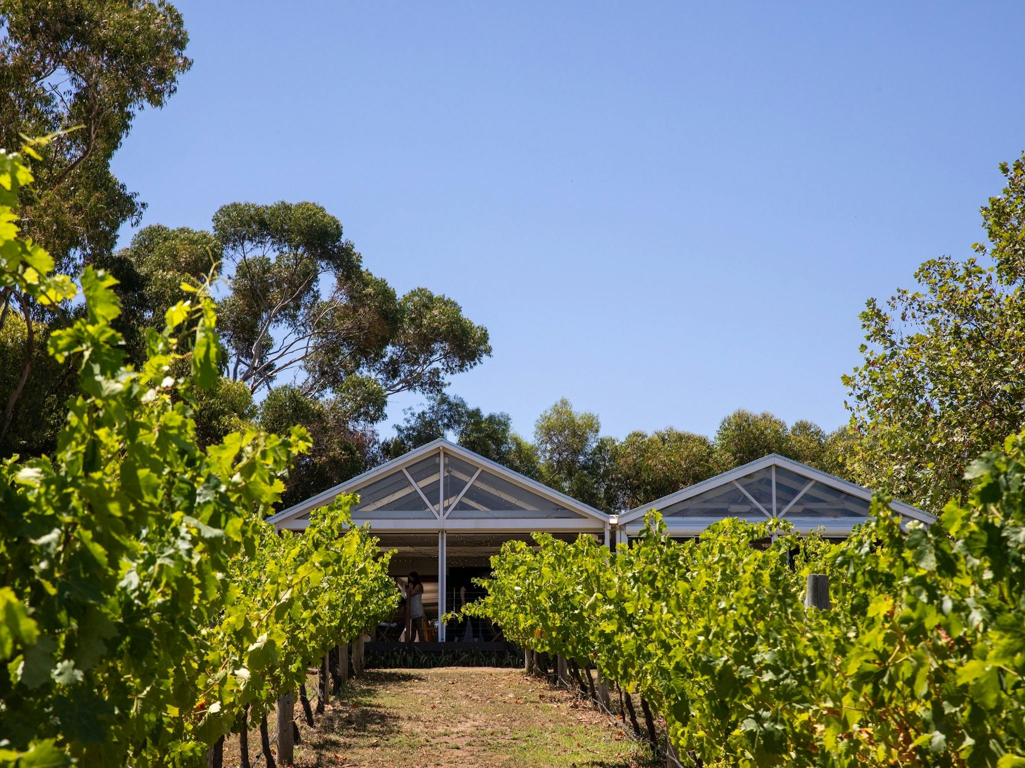 Winery Restaurant hidden in the vines in McLaren Vale