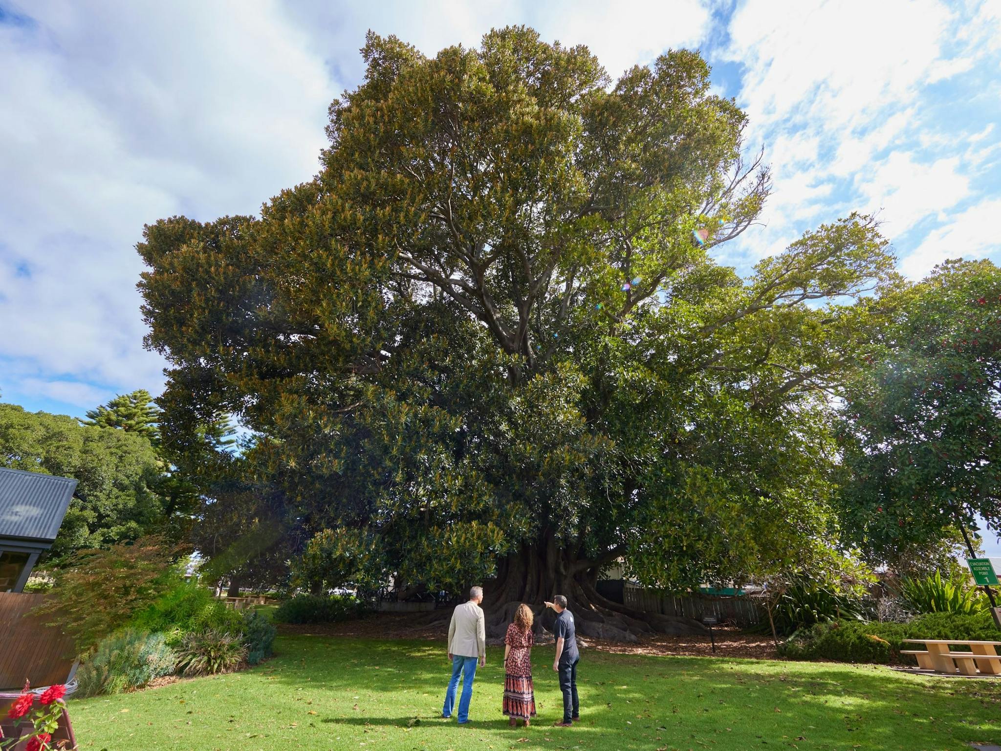 Hardys Tour Moretan Bay Fig Tree